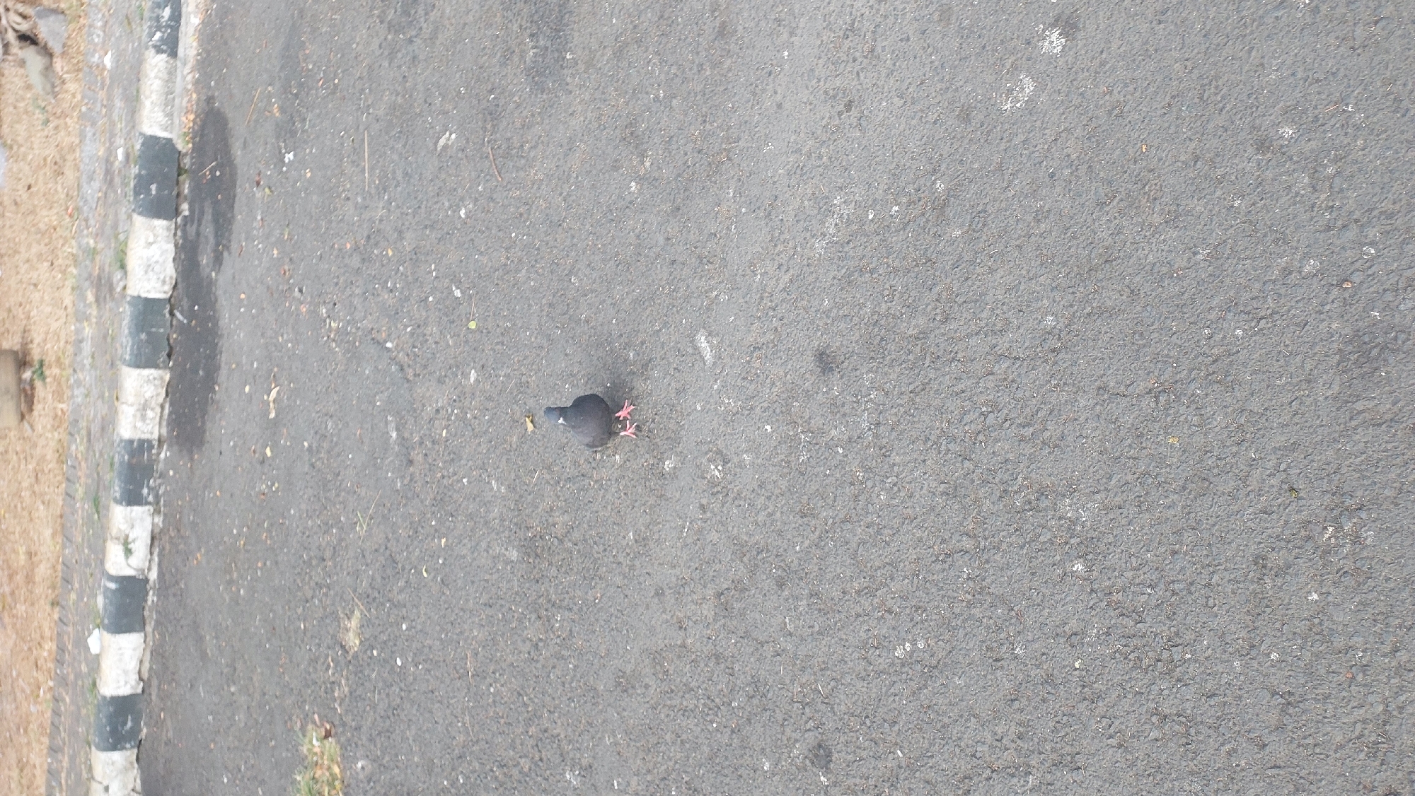 A single pigeon stands on a dark asphalt surface. The pigeon is dark gray with pink feet and is facing forward. The background shows a black and white striped curb and dry, brown ground cover. The scene appears to be outdoors, possibly in a public area like a park or a street. There is no indication of the city of Malang, Indonesia.