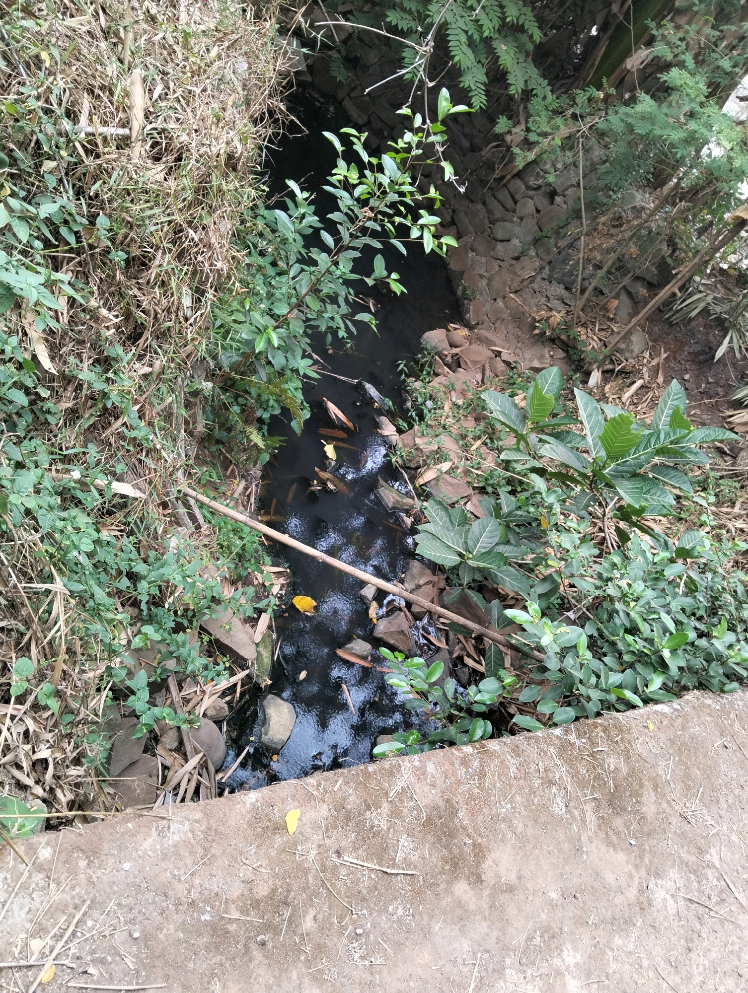 The image shows a narrow, dark waterway, possibly a ditch or drainage channel, flowing between banks covered with dense vegetation. The water appears murky and contains several fallen leaves, one of which is bright yellow. The edges of the waterway are lined with rocks and debris, and on the left bank, there is a thick growth of dry, straw-like reeds and green leafy plants. On the right bank, there is a stone wall structure, and further vegetation. In the foreground, a concrete edge, possibly a sidewalk or a bridge abutment, is visible. The scene suggests a natural or semi-natural environment within an urban or semi-urban setting in Cileungsi, Indonesia. There are no people or animals clearly visible in the image.