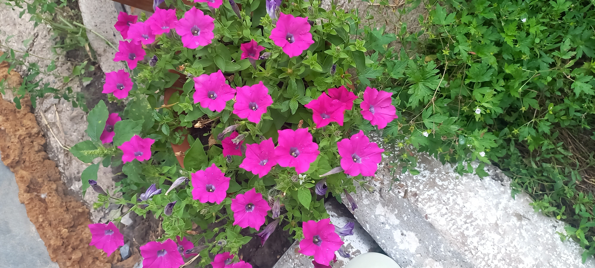 In Идрисово, Russia, a close-up, eye-level shot captures a dense arrangement of bright pink petunias blooming in a planter. The flowers, some with visible water droplets, have deep purple centers and five distinct petals. Their vibrant green foliage surrounds them, creating a lush backdrop. In the background, the rough texture of a reddish-brown, weathered wall or structure is visible, along with a rough concrete surface on the left edge of the frame. Scattered among the petunias are a few closed buds and some smaller, delicate white flowers. The scene is illuminated by natural light, casting subtle shadows and highlighting the textures of the plants and surroundings.