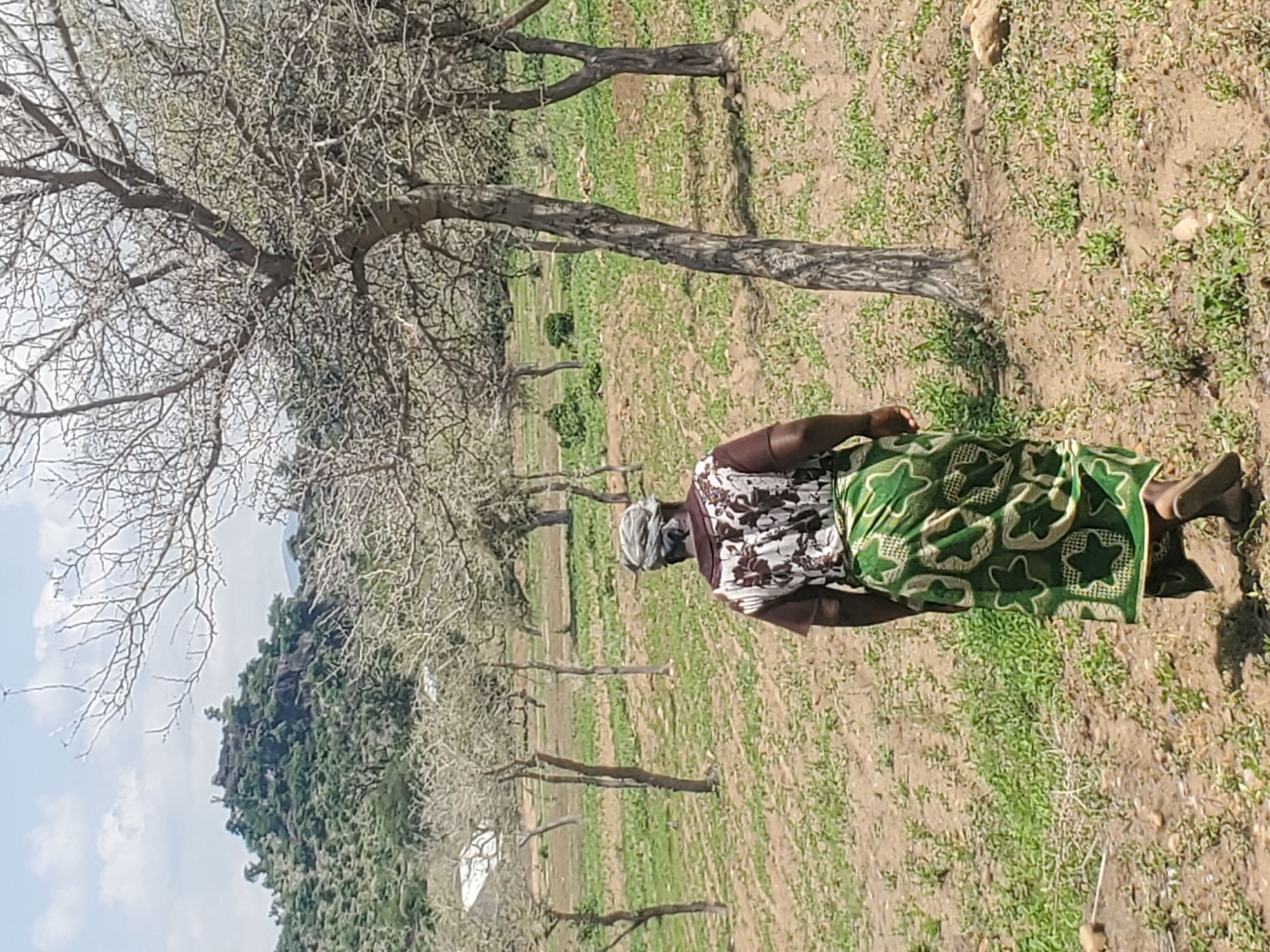 The image depicts an outdoor scene in the vicinity of Dawaki, Nigeria. In the foreground, a person is walking away from the camera, wearing a patterned brown and white shirt and a green skirt with a white star pattern. The person has a headscarf on. The ground is a mixture of dry soil and sparse green vegetation, with several bare trees scattered throughout the landscape. In the background, a rocky hill with trees and some structures is visible, under a cloudy sky. The overall environment appears arid or semi-arid.