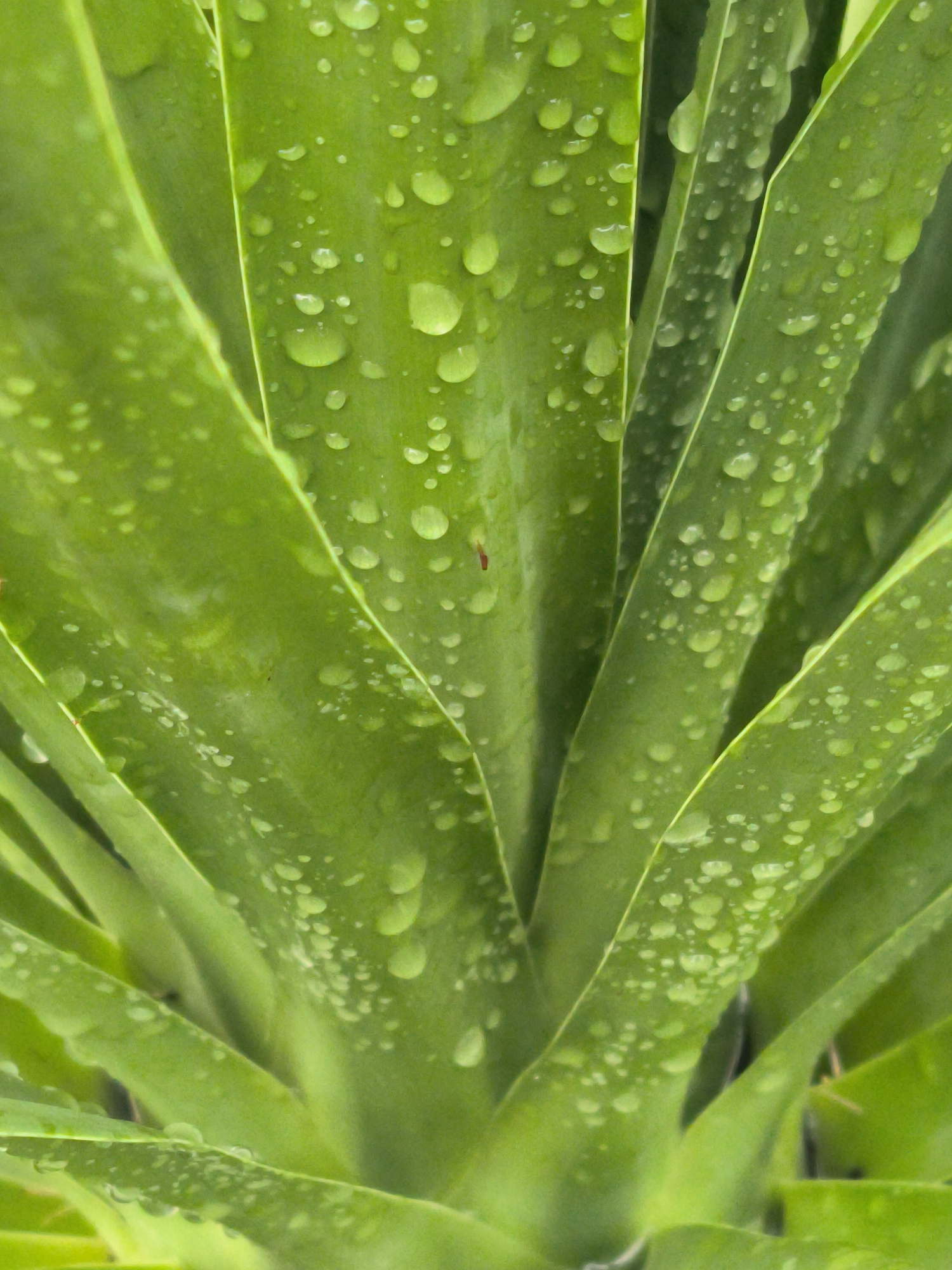 This close-up, vertical shot captures the vibrant green leaves of a plant, densely covered in glistening water droplets. The broad, thick leaves fan out from a central point, with visible veins and slightly varied shades of green. Numerous water droplets, ranging in size from tiny specks to larger, spherical beads, cling to the leaf surfaces, reflecting light and appearing bright against the foliage. The image emphasizes the natural texture and wetness of the leaves, suggesting recent rain or dew. Small, faint reddish-brown spots are visible on some leaves. The scene evokes a sense of freshness and natural beauty, likely captured outdoors in Lhokseumawe, Indonesia. There are no human figures, animals, or visible text in the image.