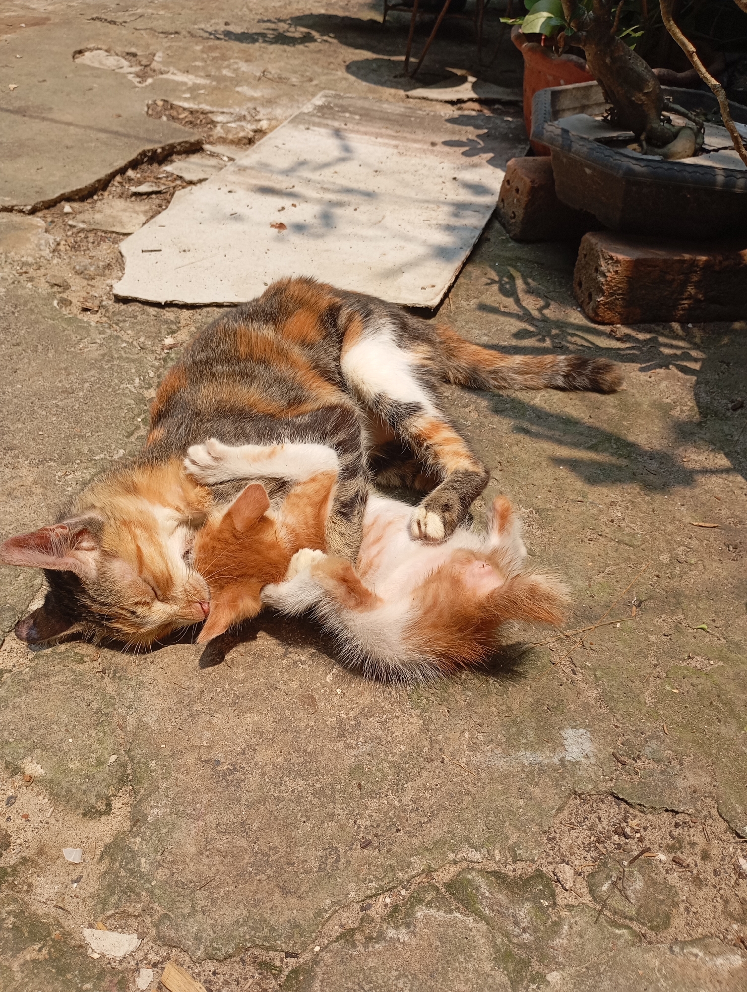 Two cats, an adult and a kitten, are resting on a concrete surface. The adult cat, with tortoiseshell and white fur, is lying on its side, while the ginger kitten is nestled against its chest, appearing to be nursing or sleeping. The concrete ground shows signs of wear and tear, with cracks and some lighter-colored patches. In the background, there are some potted plants, including a bonsai, and a few bricks. The scene is lit by bright sunlight, casting shadows on the ground. The setting appears to be an outdoor area, possibly a yard or a patio, in Balikpapan, Indonesia.