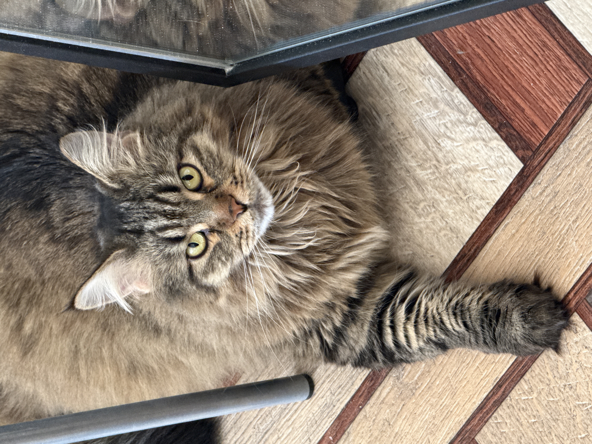 A long-haired, brown tabby cat with yellowish-green eyes lies under a glass-topped table on a floor with geometric, wood-like tiles. A metal chair leg is also visible. The location is not discernible from the image.