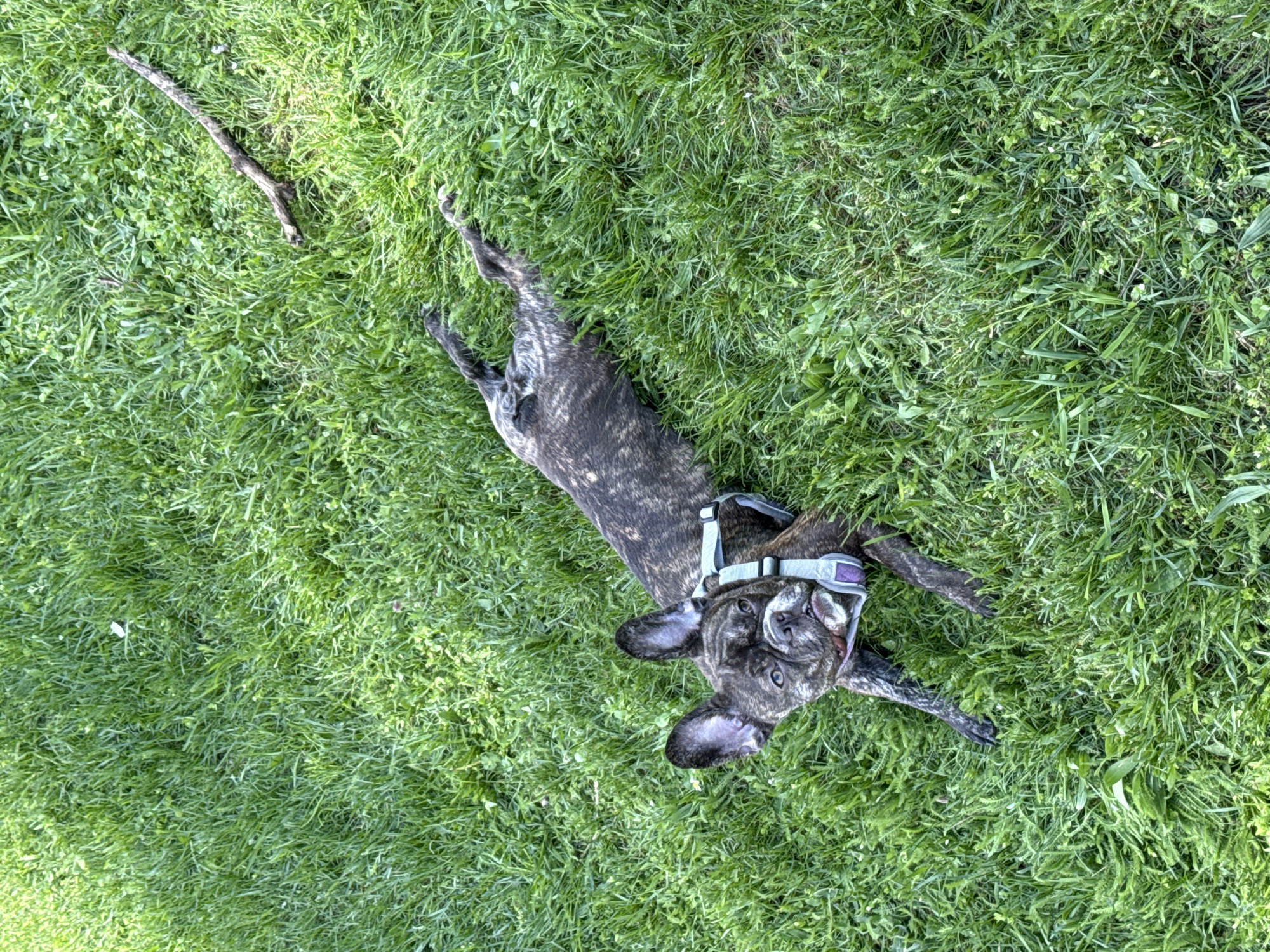 A brindle-colored dog is lying on its back in a grassy area. The dog is wearing a harness. A small stick is visible to the upper left of the dog. The location is presumed to be Pleven, Bulgaria.