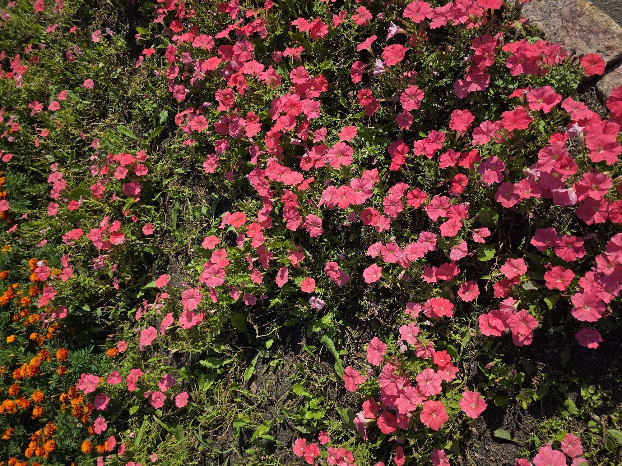 An overhead shot captures a vibrant flowerbed filled with a dense arrangement of pink petunias and scattered orange marigolds. The petunias, in various shades of pink, dominate the foreground and midground, with their trumpet-shaped blossoms and green foliage creating a lush carpet. In the background, a thick band of bright orange marigolds adds a contrasting splash of color. The flowers are planted in dark soil, with visible green weeds and blades of grass interspersed among them. A large, rough-textured stone or concrete border is visible along the lower right edge of the frame. The scene is illuminated by bright sunlight, casting distinct shadows and highlighting the textures of the petals and foliage. The image appears to be taken in an outdoor urban setting, possibly a park or public garden in Chelyabinsk, Russia, during daylight hours. There are no people or animals visible in the frame.