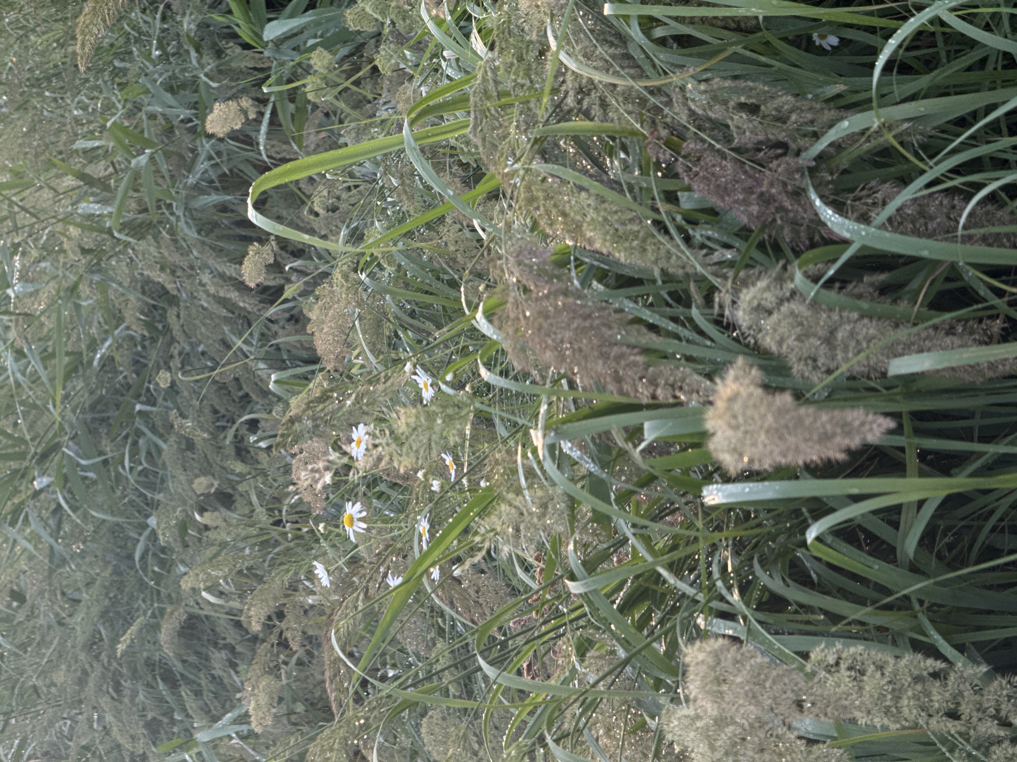 The image depicts a dense field of tall grass and reeds, possibly in Mikhaylovsk, Russia, with several small white wildflowers interspersed. Droplets of water are visible on the blades of grass and reeds, suggesting dew or recent rainfall. The lighting is soft, indicating it might be early morning or late evening. The scene is natural and appears to be outdoors, with no visible human presence or man-made objects. The focus is on the texture and details of the vegetation and the water droplets.