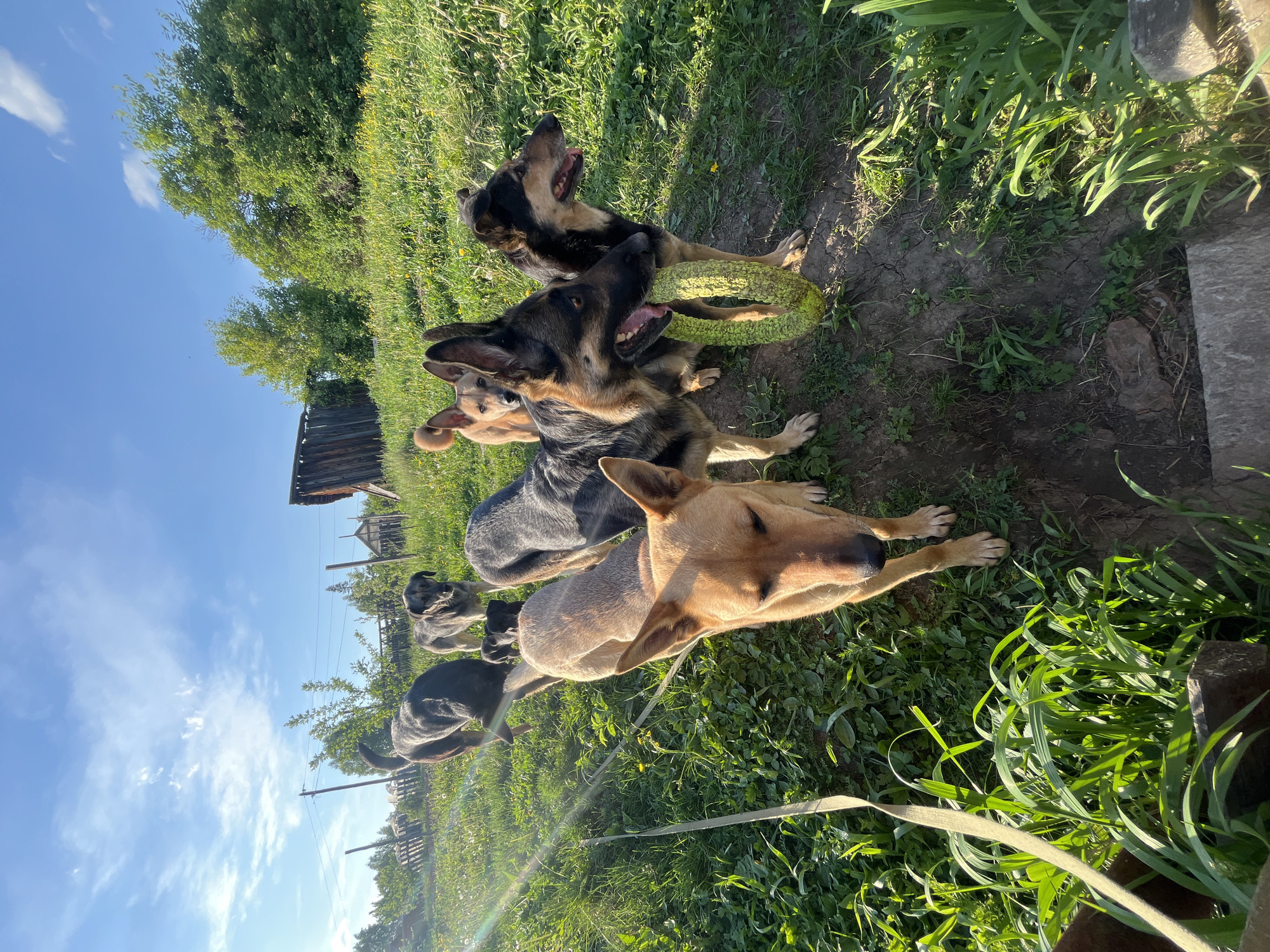 The image shows a group of dogs outdoors in a grassy area, likely in Nizhny Tagil, Russia. There are at least six dogs visible, including German Shepherds and mixed breeds. Two dogs are holding a green, ring-shaped toy in their mouths. The dogs are in varying poses, some standing, some lying down. The setting appears to be a rural or semi-rural area, with trees and a wooden structure visible in the background. The sky is blue with some clouds, suggesting it is daytime. Tall grasses and other vegetation are present.