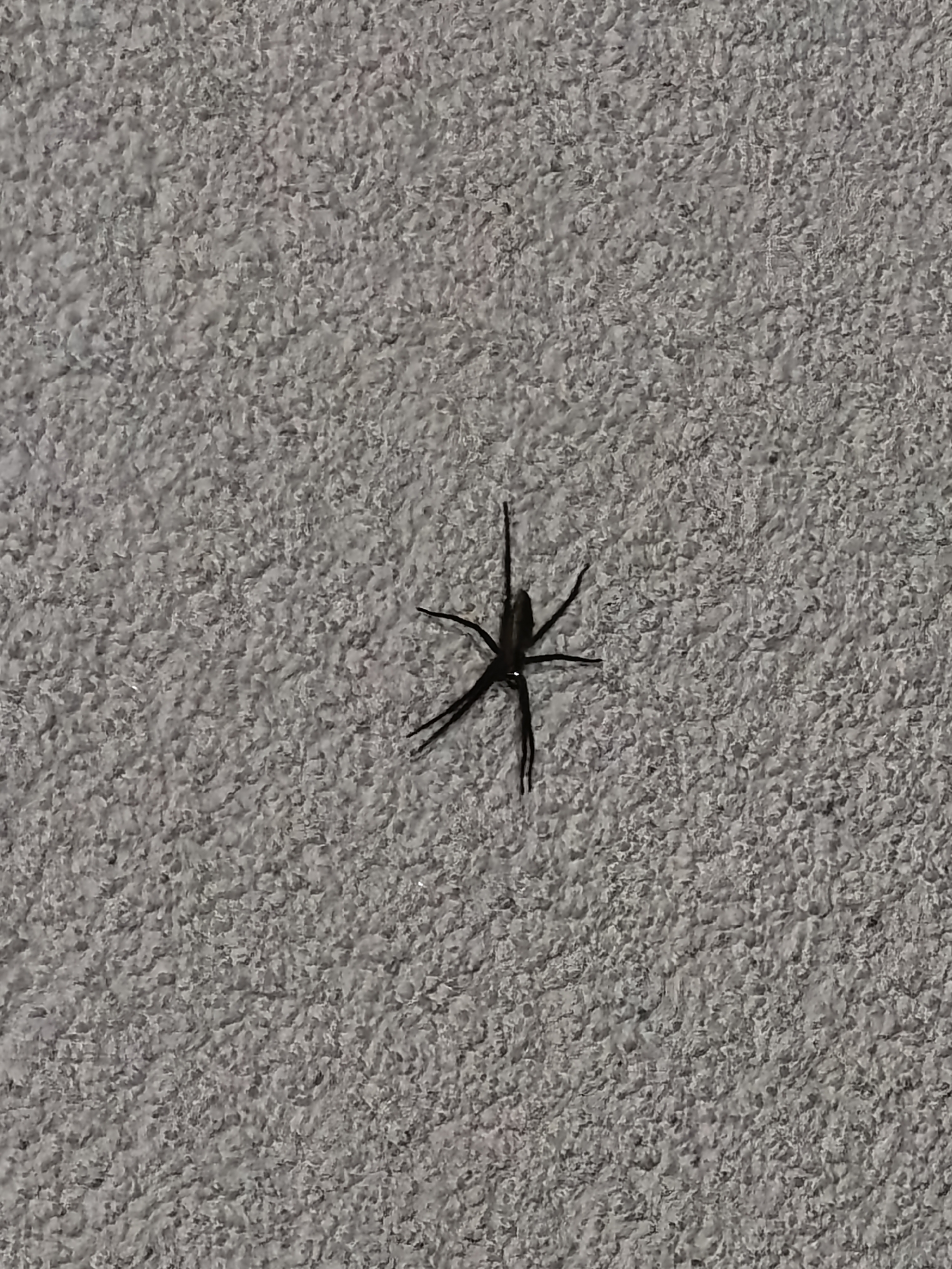 A single dark spider is resting on a textured, light grey surface, possibly a wall. The spider is centrally located in the frame. The location is unknown.