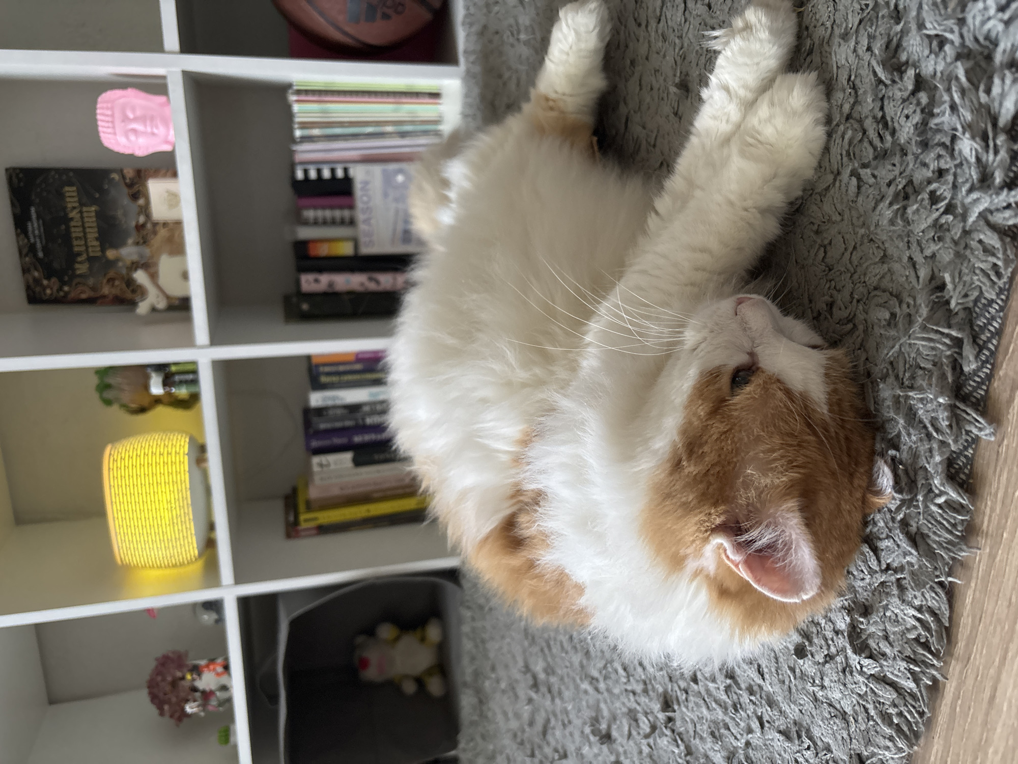 The scene is set indoors in the city of Zheleznogorsk, Russia. A domestic cat, predominantly white with significant ginger-orange patches, lies on its back and left side on a thick, gray shag carpet. Its head is slightly tilted to the right, with one pink ear visible and eyes partially closed, indicating a state of rest or sleep. Long white whiskers extend from its snout. Its front paws are extended towards the viewer, and its hind legs are also visible, resting on the carpet. A strip of light brown wooden flooring is visible along the bottom and left edge of the image.
In the background, a white modular shelving unit or bookcase is filled with various objects. On the top left shelf, a reddish-brown floral or plant decoration is present. The adjacent shelf to the right holds a yellow, illuminated diffuser or lamp with a textured exterior, next to a small green item. The top right shelf features a dark-colored book titled "Маленький Принц" (The Little Prince in Cyrillic), a small white decorative house-like object, a small golden box, and a pink, stylized head sculpture. Lower shelves contain numerous books arranged both vertically and horizontally. On the bottom left, a gray fabric storage bin holds a small, yellow and white stuffed animal resembling a tiger. A basketball with "Adidas" branding is partially visible on the far right, resting against the shelving unit.