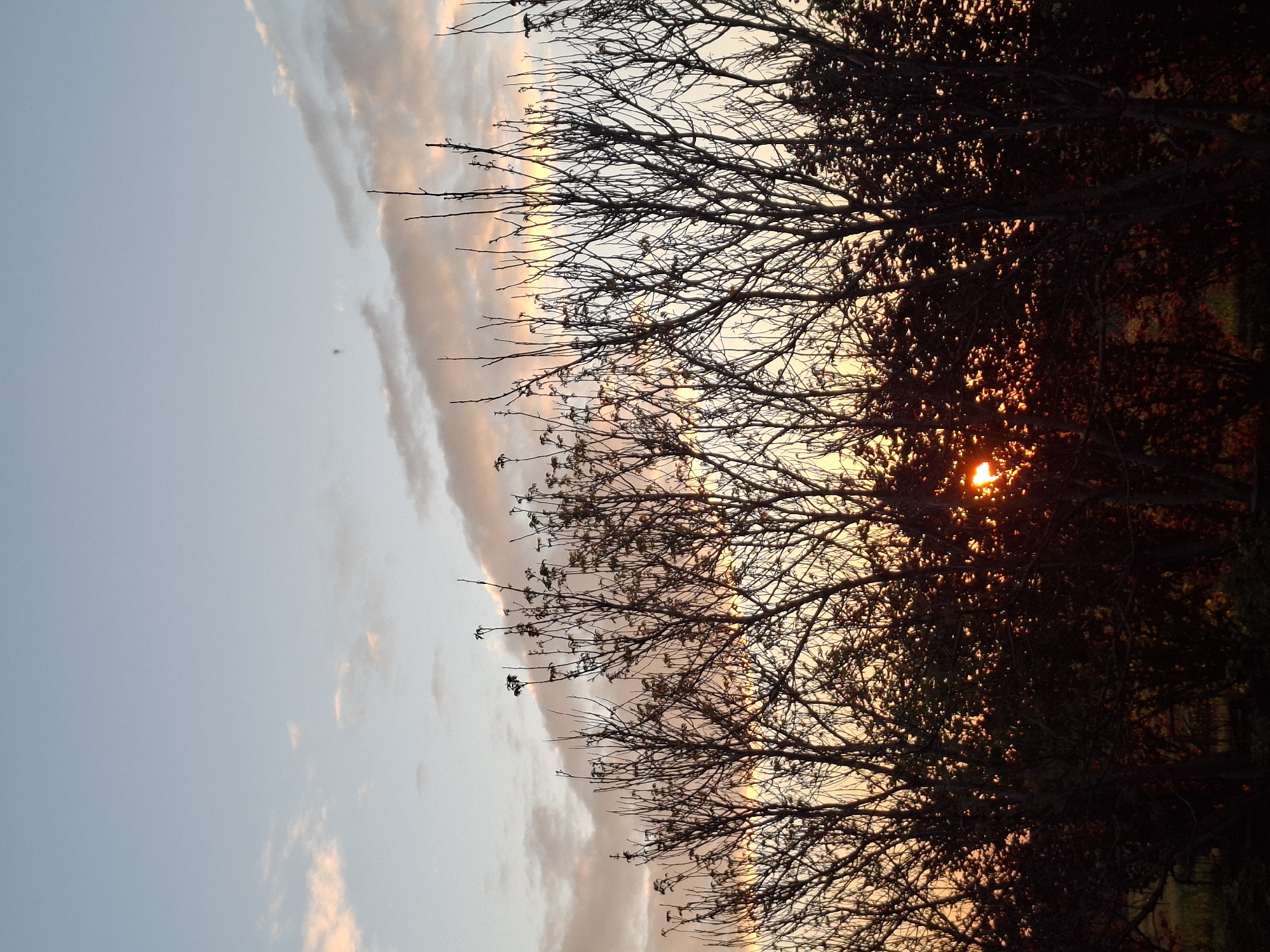 The image depicts a sunset scene, likely taken near Khlevnoye, Russia. The lower right portion is dominated by the silhouettes of trees, some with leaves and some with bare branches. Sunlight is visible through the foliage, creating a bright orange glow. The upper left quadrant shows a pale blue sky with streaks of light pink and orange clouds, suggesting it is sunset time. There are no people visible. The main subjects are trees and the sky. The action is the sun setting. The interaction is between the sunlight and the trees. The environment consists of trees and a sky.