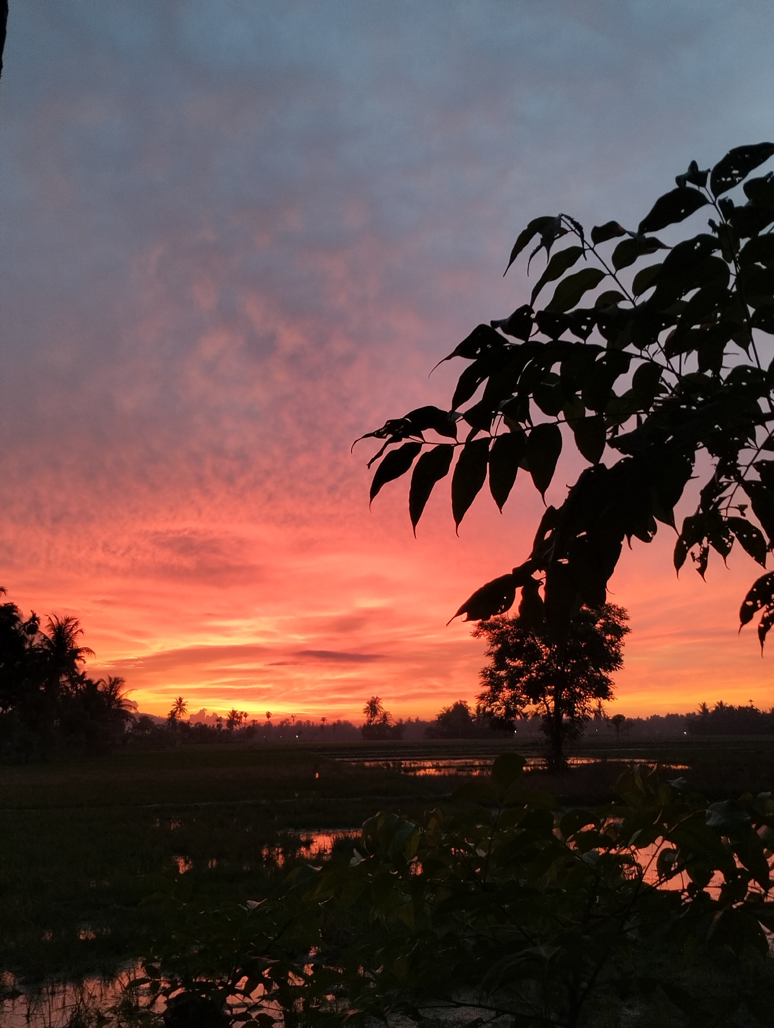 The image depicts a silhouetted landscape at dusk, likely in Meunasahalue, Indonesia. A dramatic sky is filled with hues of orange, pink, and purple from the setting sun. In the foreground, the dark silhouettes of leaves and branches from a tree frame the scene. Beyond this, a flat, watery field, possibly paddy fields, reflects the vibrant colors of the sky. A solitary tree stands in the middle ground, also in silhouette, and a line of trees and palm trees can be seen on the horizon. The overall impression is one of natural beauty and tranquility.