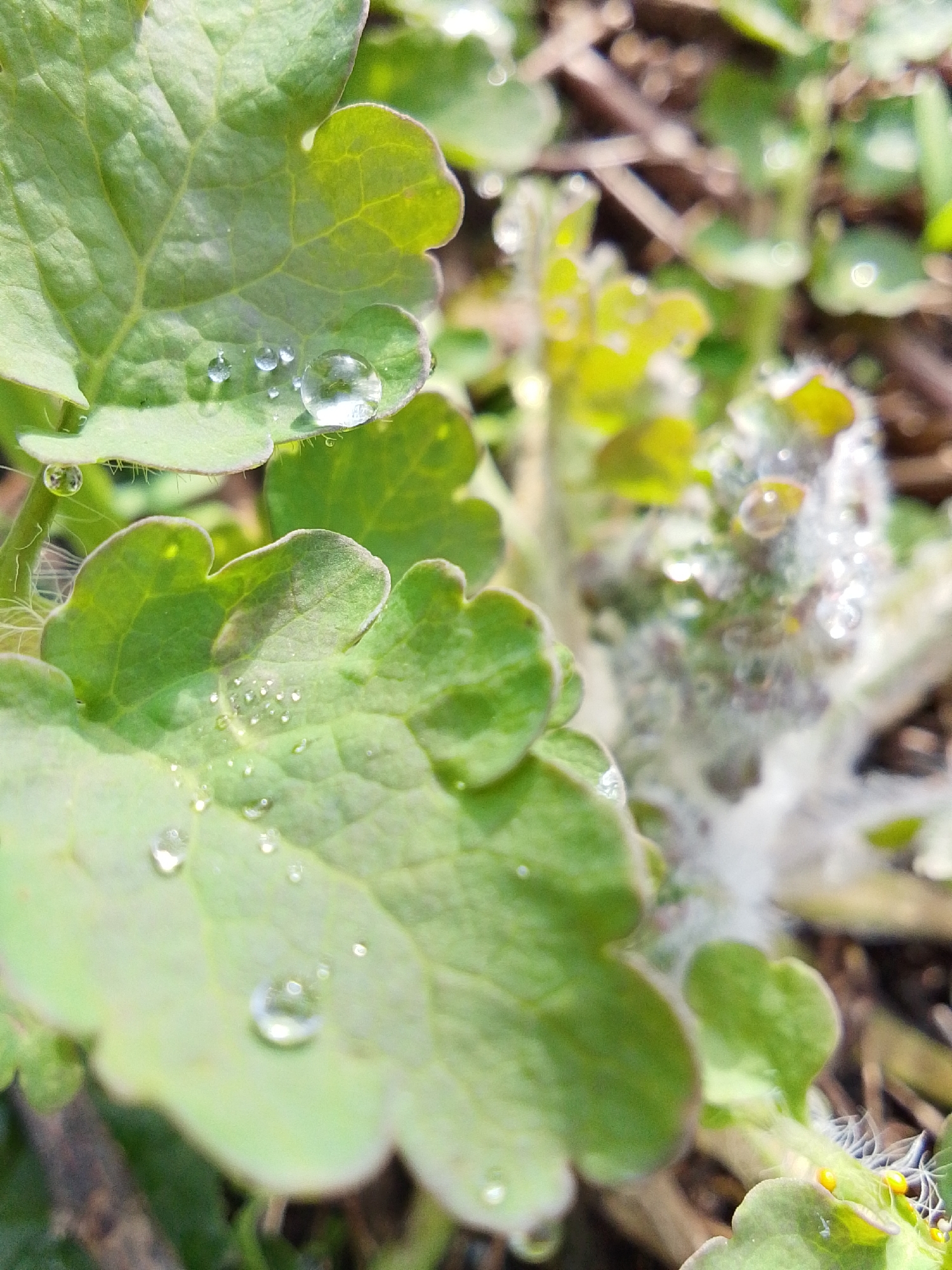 This close-up, high-angle shot captures vibrant green plant leaves adorned with numerous clear water droplets, set in a natural outdoor environment in Khlevnoye, Russia. The primary subjects are two broad, serrated green leaves in the foreground, each holding several spherical water droplets. One prominent droplet on the upper leaf reflects the ambient light and a distorted view of the surroundings. Smaller droplets are scattered across the leaves, some clinging to fine hairs along the leaf edges.
The activity depicted is the natural phenomenon of water accumulation on foliage, likely dew from early morning or recent rainfall. The scene evokes a sense of freshness and tranquility.
Notable details include the crisp focus on the foreground leaves and water droplets, contrasted with a softly blurred background. This shallow depth of field highlights the intricate details of the leaves, including their veins and slightly fuzzy texture. The background shows hints of other plant growth, including some parts covered in white, wispy fibrous material, possibly indicating a specific plant species with hairy structures or a type of mold/fungus, also bearing water droplets. The lighting suggests a bright, possibly sunny, daytime, emphasizing the glistening droplets. There is no visible text in the image.
