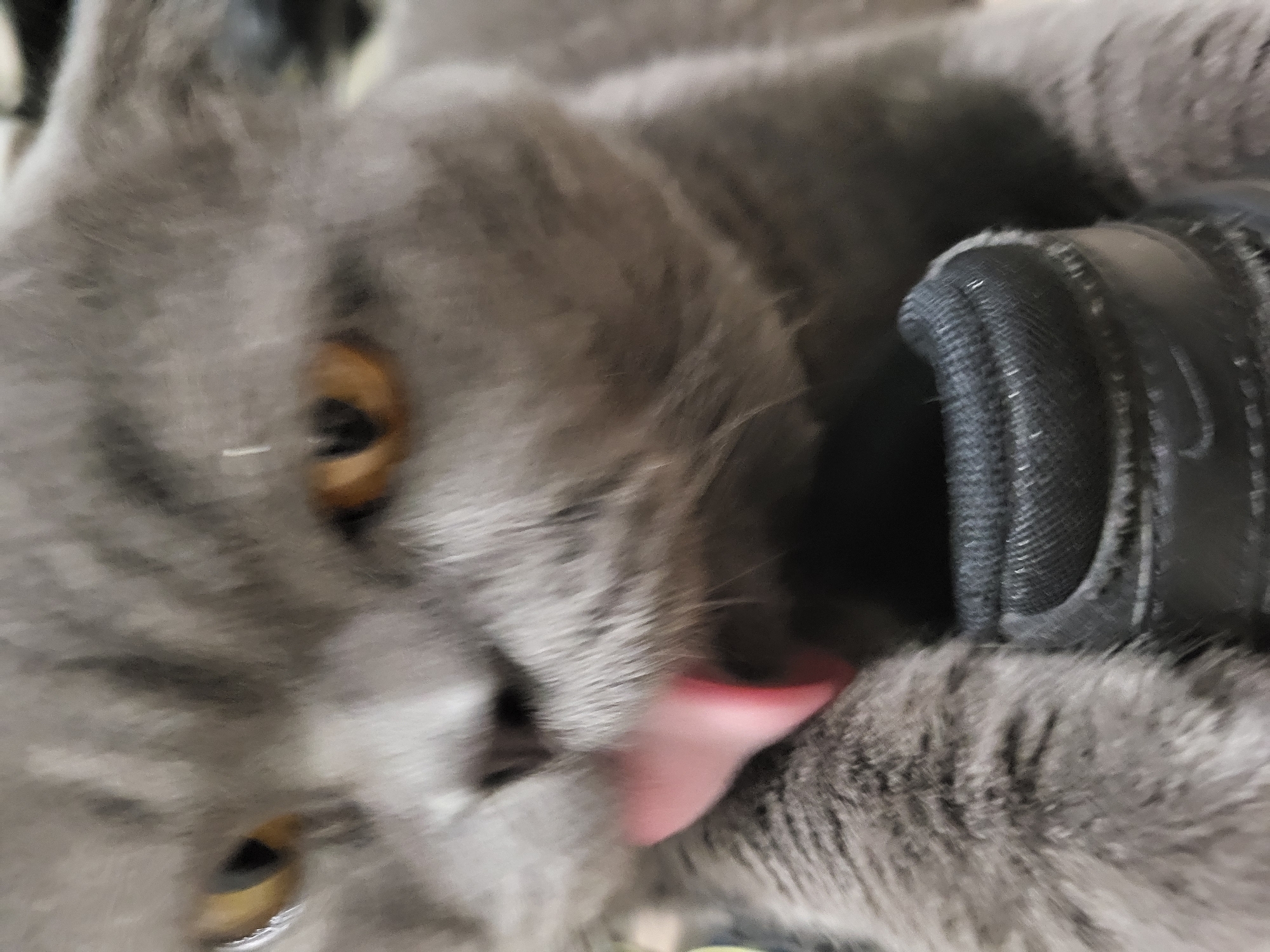 A close-up, low-angle shot shows a gray cat licking its paw, which is resting on a black shoe. The cat's tongue is pink and extended, and its eyes are amber. The shoe appears to be made of fabric and has a Nike logo. The background is blurred, but suggests an indoor environment. The image quality is moderate, with some graininess and blurriness. The lighting is soft and natural.