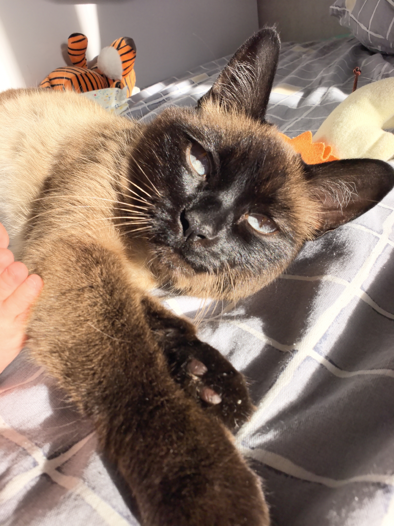 The image shows a Siamese cat lying on a bed with a striped comforter. The cat is in the foreground, facing the camera with its head slightly tilted. Its fur is brown with darker points on its face, ears, and legs. Its eyes are light blue and are looking towards the viewer. The cat's left paw is extended towards the camera, and a human hand is visible touching the cat's fur. In the background, a stuffed tiger toy and a yellow stuffed toy are partially visible. Sunlight is streaming in from the left, casting shadows across the bed and the cat. The location of the image is not specified in the original prompt.