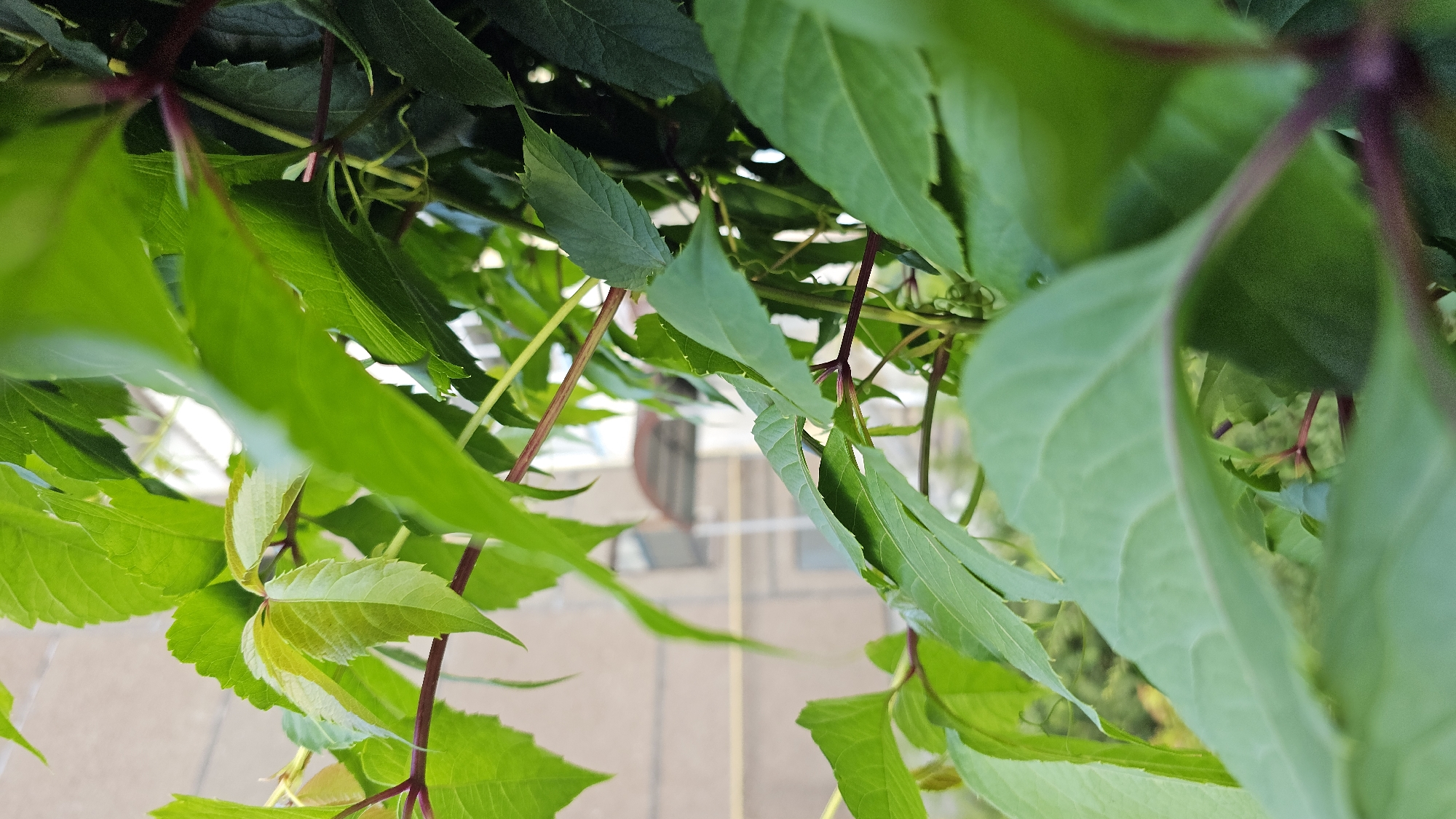 The image shows a close-up view of green foliage, possibly ivy or a similar climbing plant, with visible reddish-brown stems. The leaves are in various shades of green, with some appearing lighter and newer than others. The background is blurred but suggests an outdoor urban environment, with what appears to be a building facade and windows visible. The building has a neutral-colored, possibly beige or light brown, exterior. There are no people or animals present in the image, and no specific actions or interactions are depicted. The scene is static, focusing on the texture and depth of the plant's growth. The location is identified as Марковский, Russia.