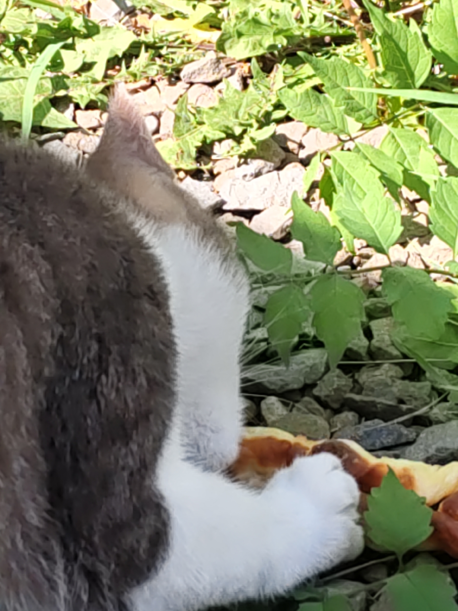 The image shows the hindquarters of a grey and white cat, with its tail pointing upwards and its body curving towards the right. The cat's white paw is visible, resting on a piece of food that appears to be a pastry or bread, possibly a pie with a browned crust. The food is on a bed of grey gravel and surrounded by green leaves and foliage. The background is blurred but suggests an outdoor environment, possibly a garden or yard. The overall impression is of a domestic animal in a natural or semi-natural setting. The image does not contain any specific landmarks or contextual clues to pinpoint its location within Rostov-on-Don, Russia.