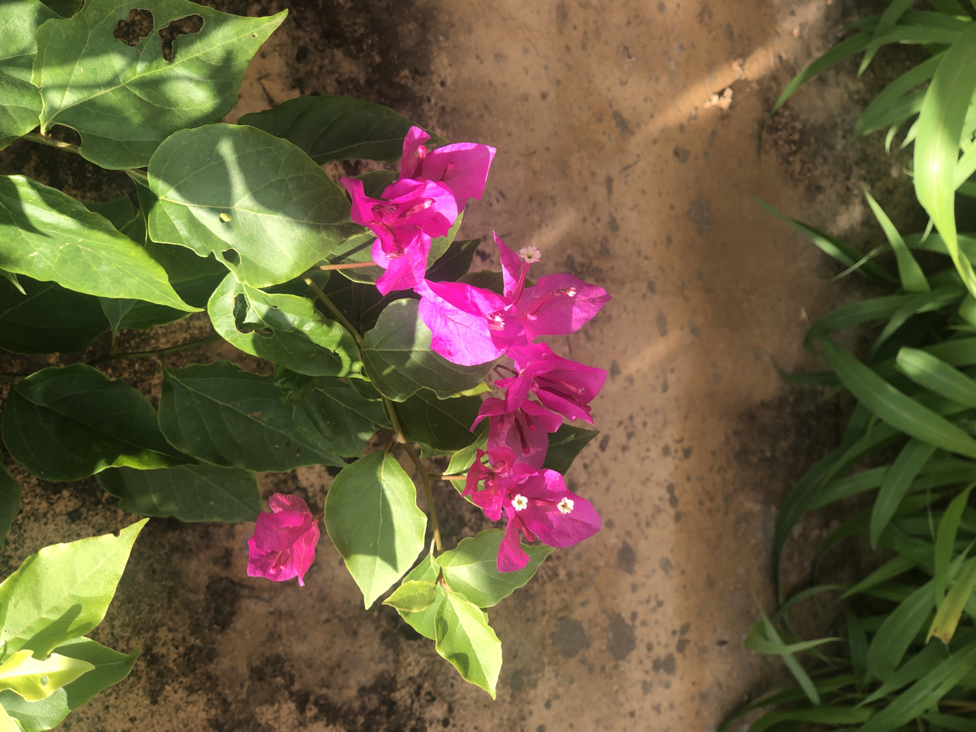 A close-up, top-down view of bright pink bougainvillea flowers and green leaves hangs against a textured, light brown, mottled wall. In the foreground, out-of-focus green grass blades are visible. Sunlight casts shadows on the wall and leaves, creating a dappled effect. This scene is located in Bar Jirgi Summa, Nigeria.