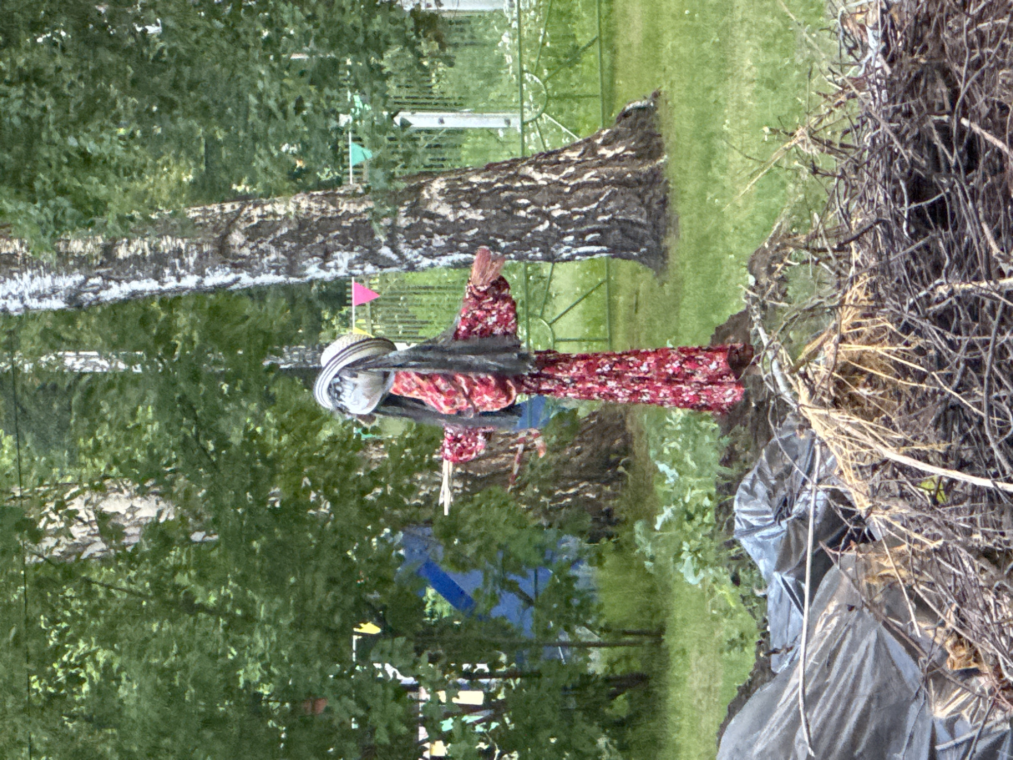 The image depicts a scarecrow dressed in traditional Russian clothing, standing in an outdoor setting. The scarecrow is adorned with a red and white floral patterned dress and a wide-brimmed hat. Its straw stuffing is visible, suggesting a handcrafted appearance.
The setting appears to be a park or garden, with lush green grass and trees in the background. A large birch tree with distinctive white and black bark stands prominently behind the scarecrow. A pile of dry branches and leaves is visible to the right of the scarecrow, possibly indicating preparations for a bonfire or a rustic display. In the background, a metal fence and small triangular flags in green and pink can be seen, adding a festive or celebratory atmosphere. A blue structure, possibly part of a playground, is also partially visible.
The overall impression is that of a cultural event or celebration, possibly in the summer or late spring, given the verdant foliage. The lighting suggests daytime, with diffused sunlight filtering through the trees. The scene conveys a sense of tradition and perhaps folk artistry. No text is visible in the image. The image was taken in Novosibirsk, Russia.
