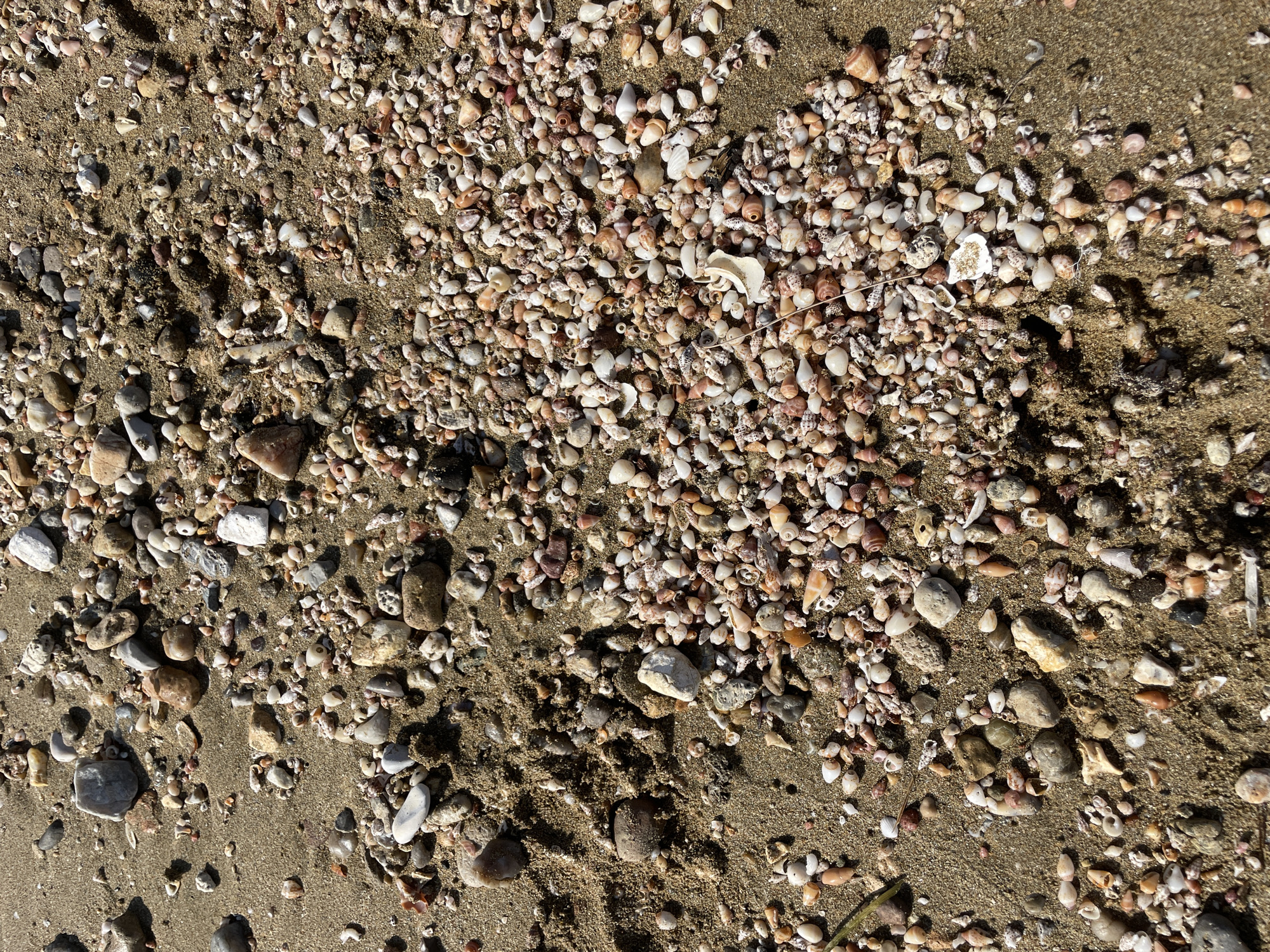 The image shows a close-up, overhead view of a sandy beach in Spathariko, Northern Cyprus. The ground is covered with a dense scattering of small seashells and pebbles of varying sizes and colors, ranging from white and beige to pink and brown. The sand is a light brown color. Some larger, smoother pebbles are interspersed with the smaller shells and stones. The lighting suggests it is daytime, with shadows indicating the direction of the sun. No people or animals are visible in the frame. The scene is natural and undisturbed.