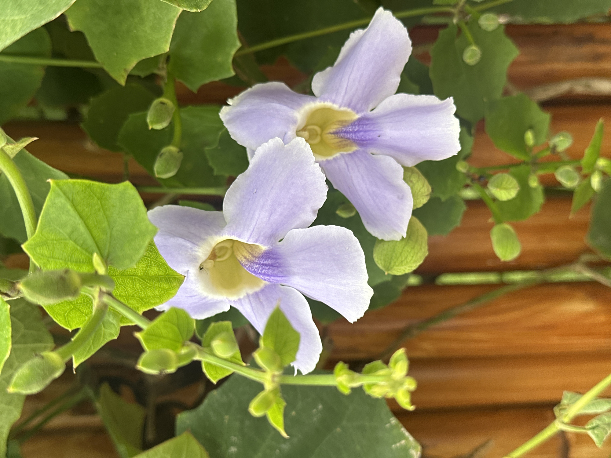 The image shows two light purple Thunbergia grandiflora flowers, commonly known as the Bengal clockvine or blue skyflower, in North Kuta, Indonesia. The flowers have yellow centers with purple streaks leading into them. They are surrounded by green foliage, including leaves and unopened flower buds. Behind the flowers and foliage is a wooden fence or wall with horizontal planks.