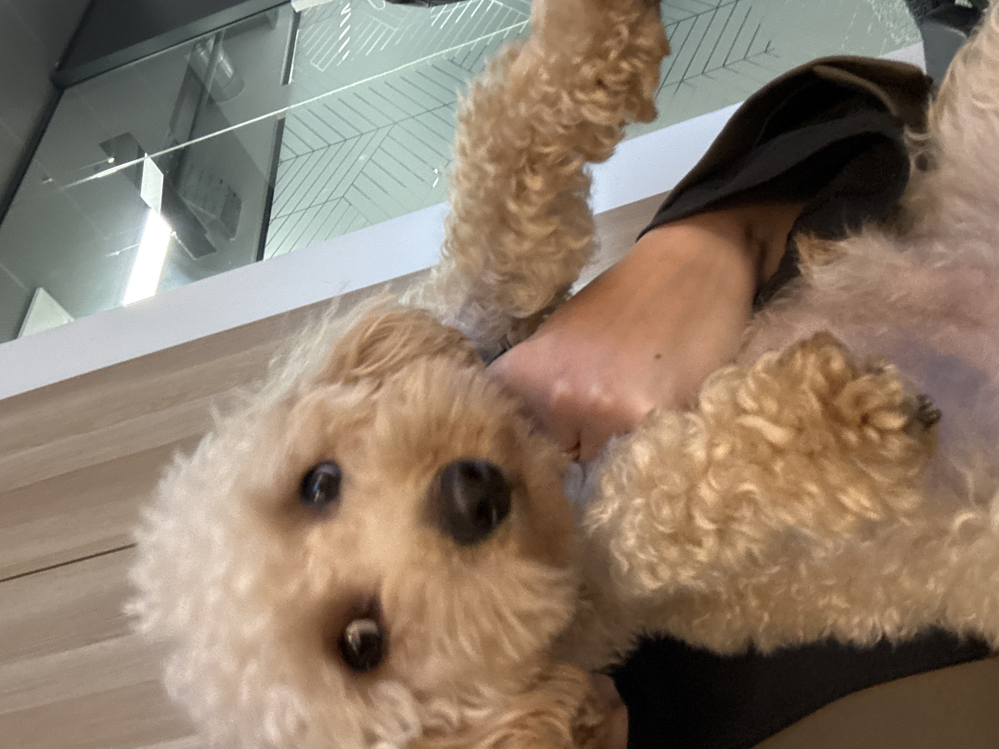 A small, light cream-colored dog with curly fur, dark eyes, and a black nose is held by a person, looking directly towards the viewer. The person's arms and hands are visible, clad in a dark garment, supporting the dog. The scene is set indoors within a modern commercial or office environment, consistent with facilities found in the city of London, United Kingdom. The background features light beige wall paneling on the left. To the right, a glass partition is visible, adorned with a light green/teal-tinted film featuring a white geometric herringbone pattern. Beyond this partition, a ceiling with a rectangular fluorescent light fixture and dark ceiling panels is discernible. The space is brightly illuminated by artificial lighting.