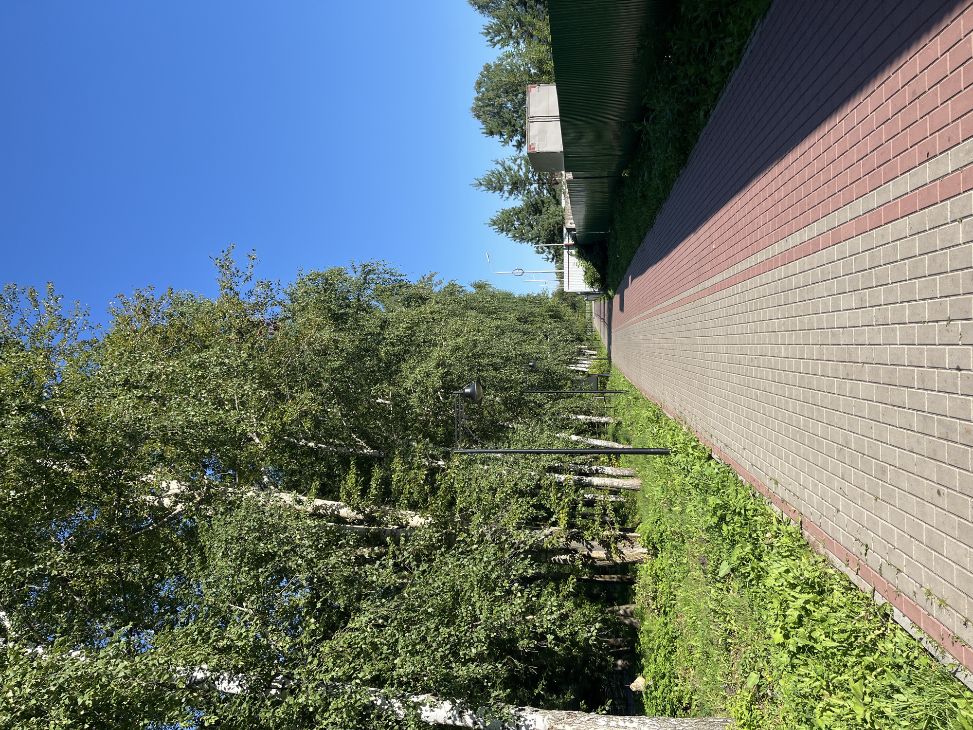 This is a ground-level, eye-level, vertical, outdoor, daytime photograph taken in the city of Blagoveshchensk, Russia, on a paved walkway bordered by trees and a green metal fence. The walkway is constructed of light gray and red interlocking pavers. On the left side of the walkway, a dense line of birch trees with green foliage creates a canopy, with overgrown green grass and weeds growing at their base. A black lamppost is visible along the tree line. On the right side, a tall, dark green corrugated metal fence runs along the edge of the walkway, separating it from a wooded area with evergreen trees and a concrete structure with a truck. The sky is clear and bright blue. The perspective is looking down the walkway, which recedes into the distance.