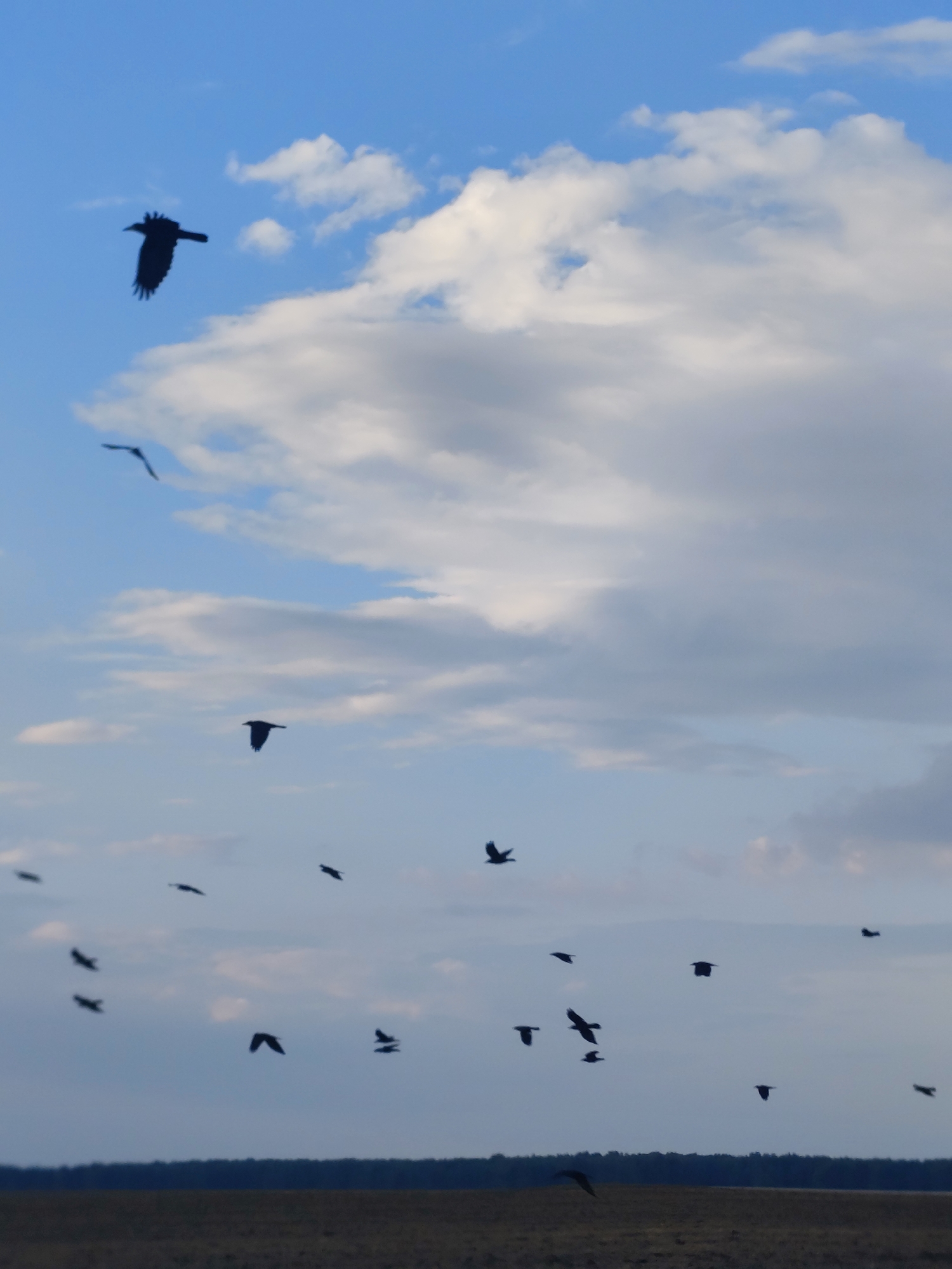 The image displays a wide shot of a flock of birds in flight against a blue sky with scattered clouds. The birds are silhouetted against the sky, making it difficult to discern specific species. They are dispersed throughout the frame, with some flying individually and others in small groups. The landscape below is a blurred expanse of brown and green, suggesting a rural or natural setting. The horizon line is marked by a dark band of trees. The overall impression is one of freedom and movement in an open environment. The location of Петров ауылдық округі, Kazakhstan is noted, but there are no visual cues in the image that specifically identify this location.