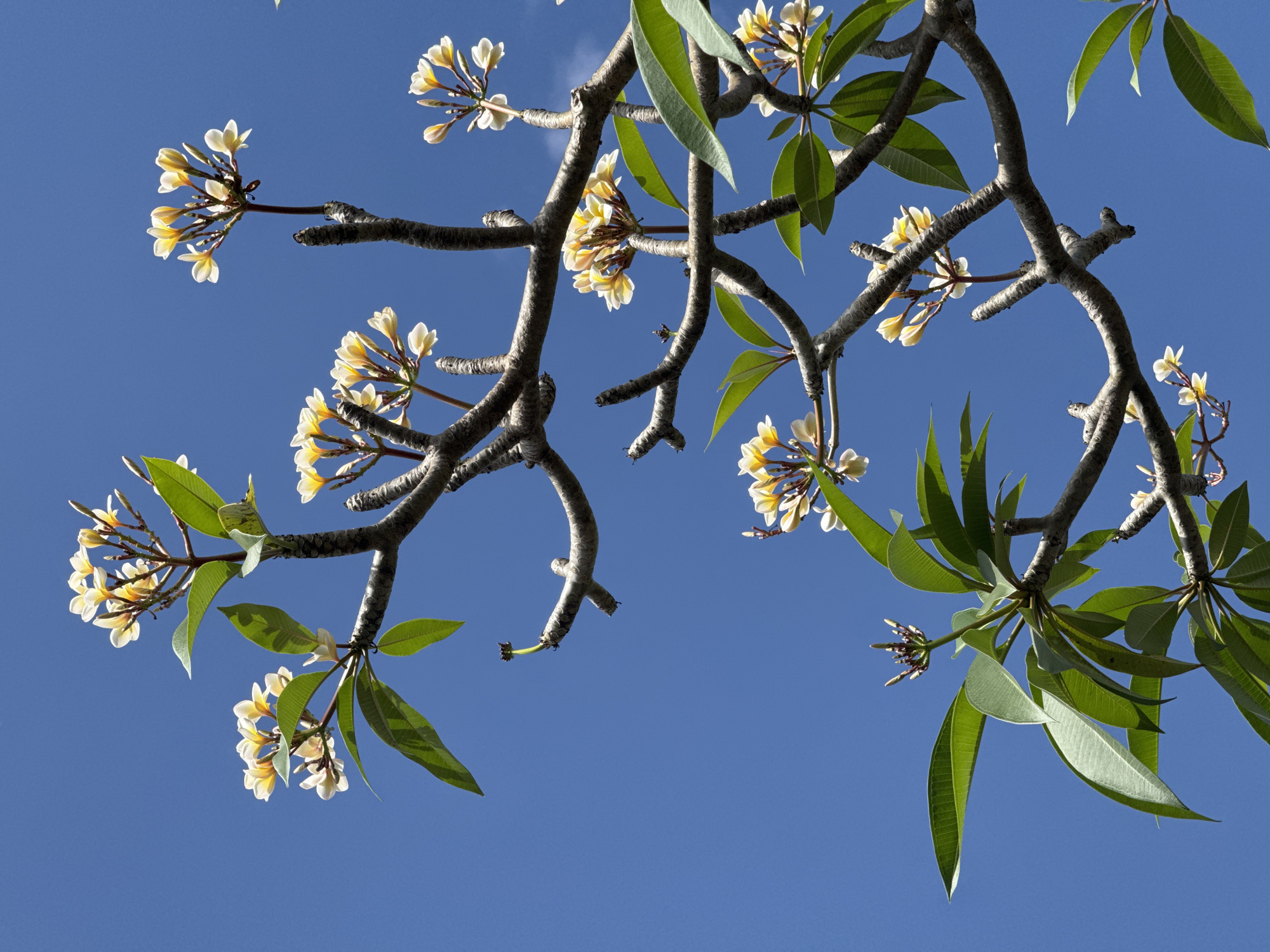 In Denpasar, Indonesia, a cluster of frangipani branches with white and yellow flowers and green leaves is set against a clear blue sky. The image is taken from a low angle, looking upwards at the branches. Sunlight highlights the delicate petals of the flowers and the textured bark of the branches. A few bare branches and developing flower buds are also visible.