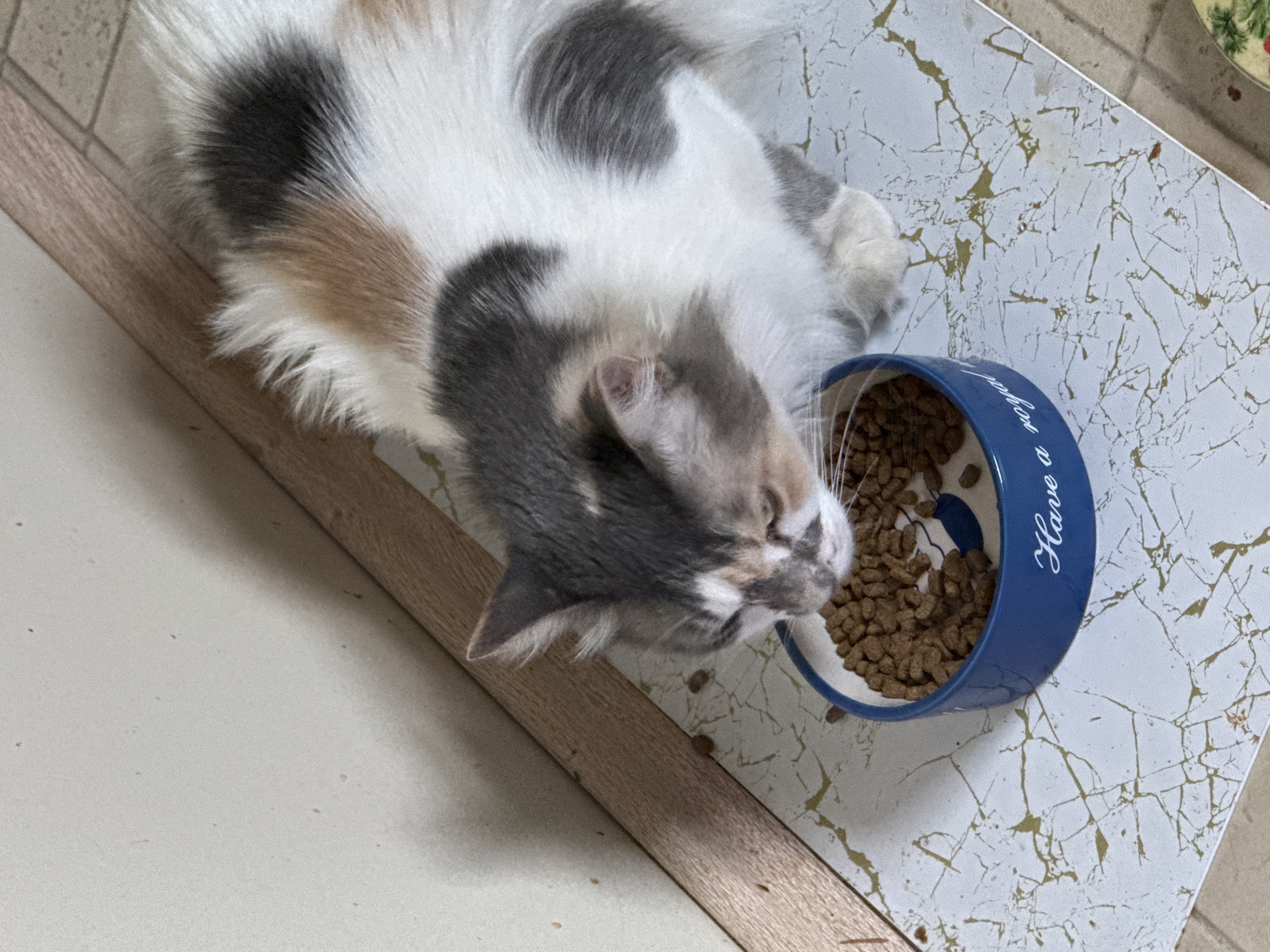 In Yeysk, Russia, a calico cat with white, gray, and orange fur is eating kibble from a blue ceramic bowl. The bowl is partially filled with cat food and has the inscription "Have a royal" on its side. The cat is positioned on a white surface with a gold cracked pattern, next to a wall with a wooden trim. The background is a light-colored wall with small dark specks.