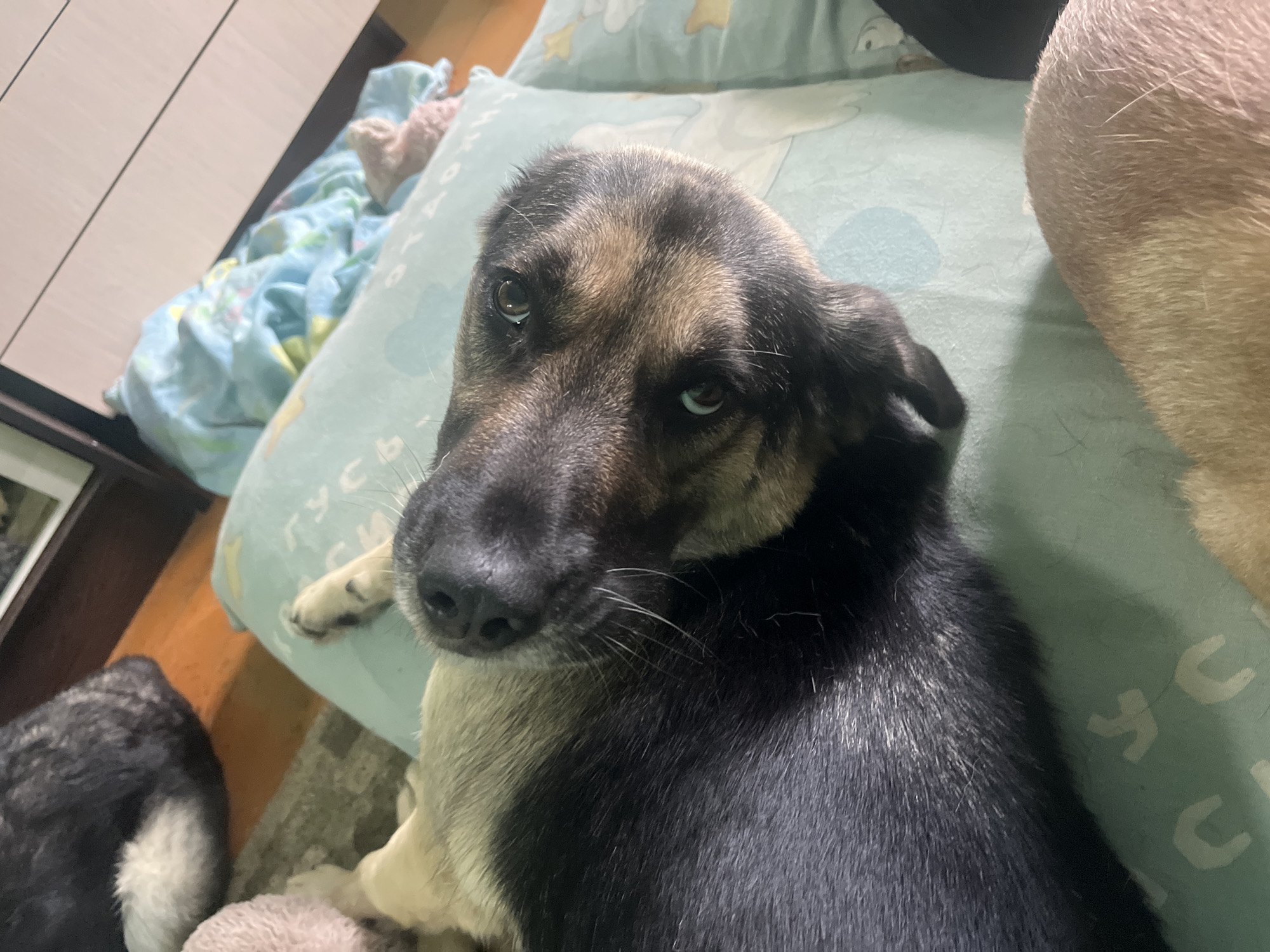 The image shows a close-up, upside-down view of a dog lying on a light blue pillow with a white cartoonish pattern. The dog has black and tan fur. Its head is turned towards the camera, with its eyes open and looking upwards. The dog's nose is black and prominent. The pillow is on a wooden floor, with a glimpse of a dark gray dog or blanket in the upper left corner. A light blue patterned blanket is visible behind the pillow. The image does not provide any information about the city of Nizhny Tagil, Russia.