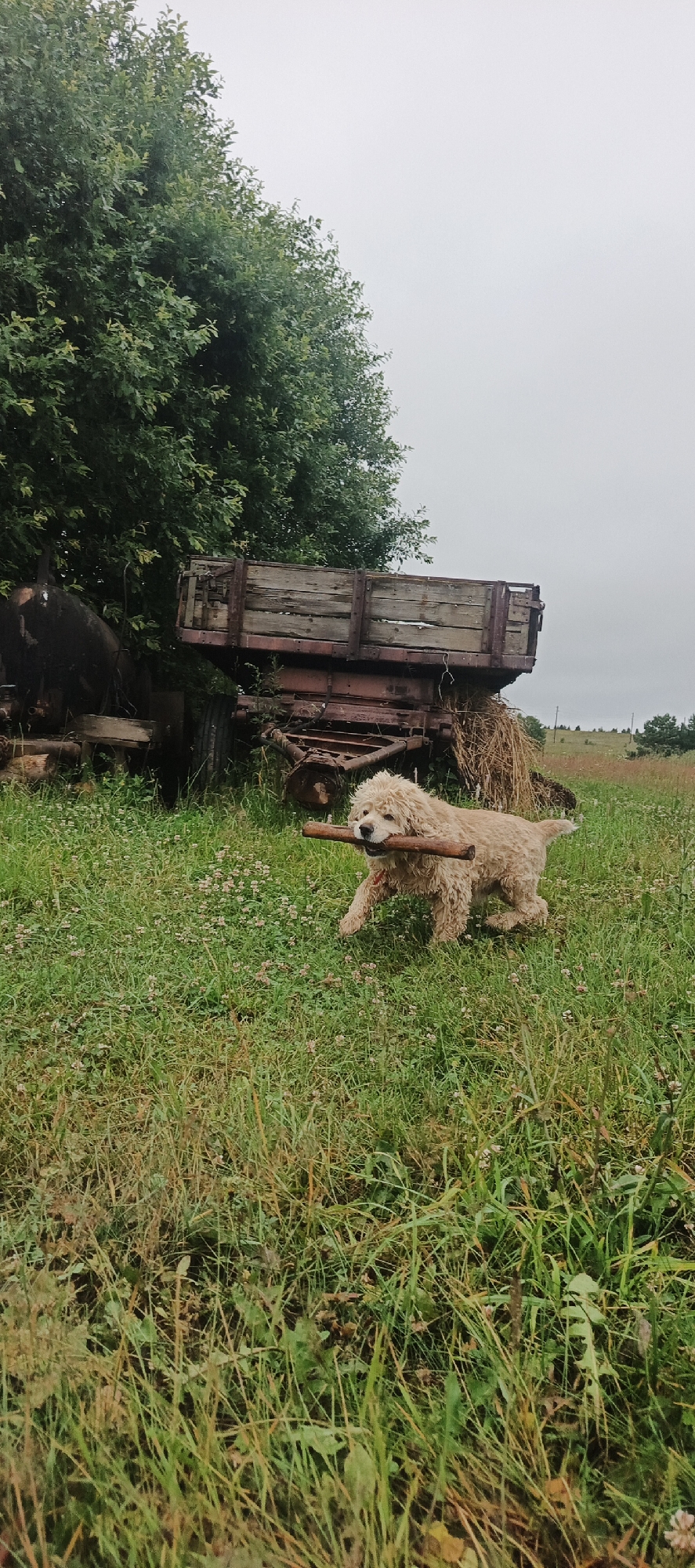 A fluffy, light-colored dog is running through a grassy field, carrying a stick in its mouth. The dog has curly fur and appears to be a poodle mix. It is mid-stride, with its legs in motion, suggesting it is actively playing or retrieving. The setting is a rural area, with a large, old wooden trailer or wagon visible in the background. The trailer is weathered and appears to be made of rough-hewn planks. Behind the trailer, there's a pile of hay or straw. A large tree with dense green foliage stands to the left of the trailer, providing shade. The field is covered in green grass with scattered small white and pink wildflowers. The sky is overcast and appears grey, indicating a cloudy day, possibly with a chance of rain. The overall atmosphere is casual and outdoorsy. The time of day is likely daytime, given the visibility. There is no visible text in the image.