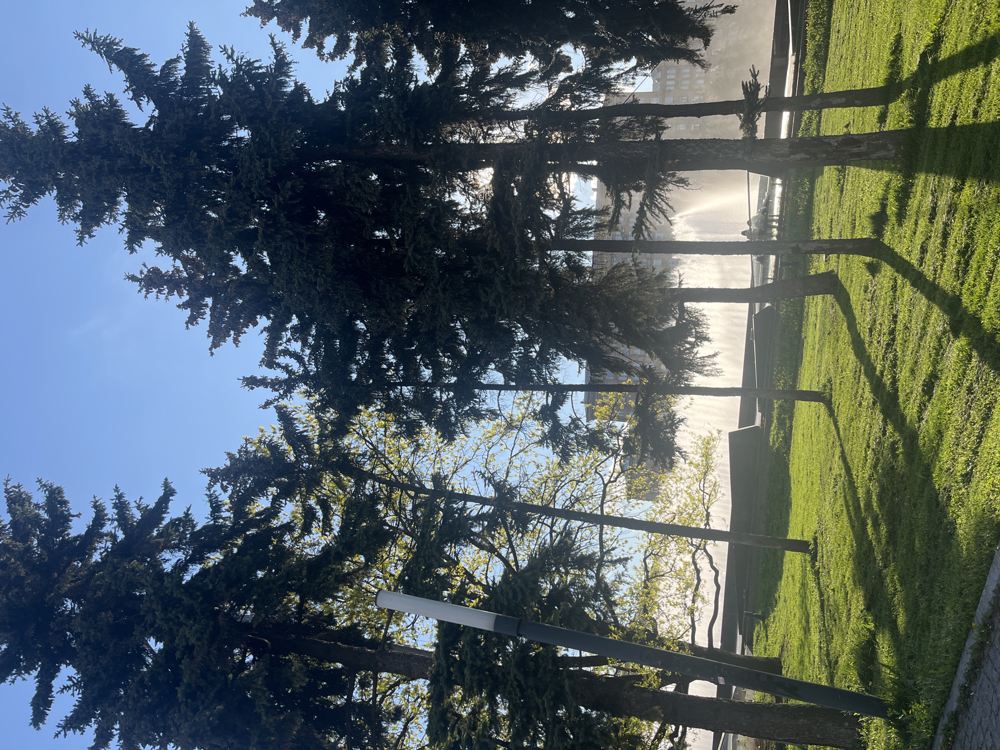 The image captures a sunny day in what appears to be a park within the city of Saint Petersburg, Russia. Tall evergreen trees dominate the left side of the frame, their dark foliage contrasting with the bright blue sky. To the right, a well-maintained green lawn stretches out, dappled with long shadows cast by the trees. In the background, a fountain is active, with water spraying upwards, creating a misty effect that obscures some of the buildings behind it. A light pole is visible in the lower portion of the frame, adding to the urban park setting. The overall impression is one of a peaceful, sunlit day in a city park, with the fountain and trees providing a refreshing escape from the urban environment.