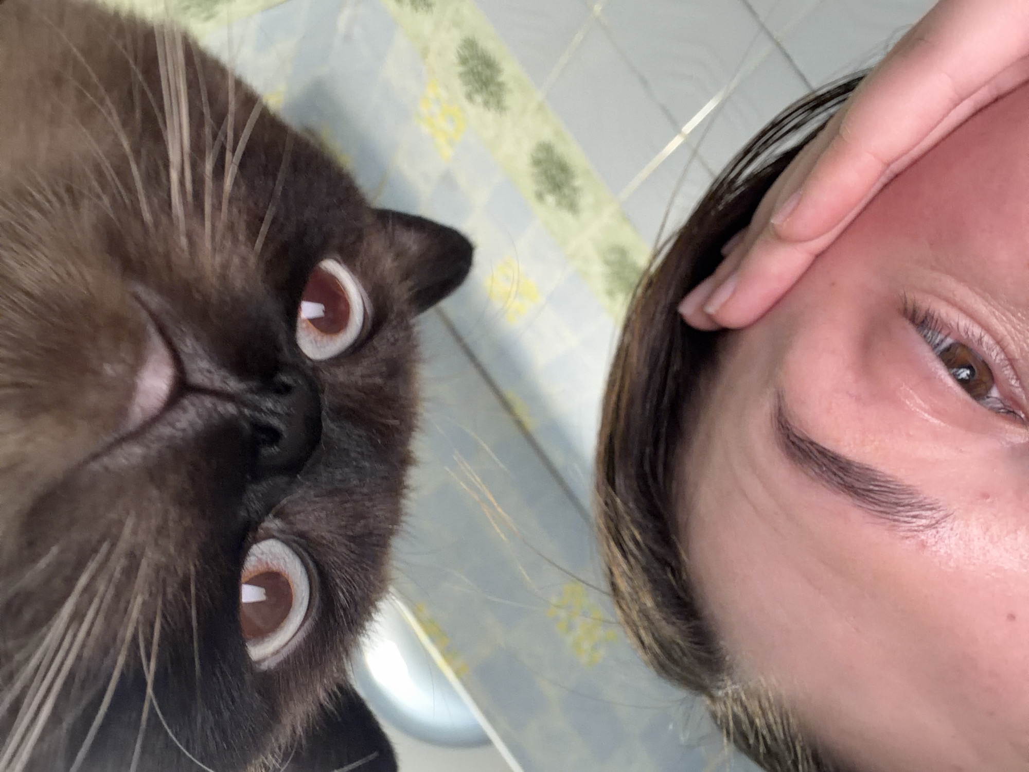An inverted close-up portrait captures the faces of a dark-furred cat and a person, positioned side-by-side. The image is taken from a low angle, with both subjects seemingly looking downwards towards the camera.
The cat, likely a Siamese or similar breed due to its dark facial markings and lighter body fur (partially visible), occupies the left side of the frame. Its face is directly facing the camera, with wide, round, amber-brown eyes and dilated dark pupils. Prominent white reflections are visible in both pupils. Numerous long, white whiskers extend from its muzzle. The cat's expression conveys alertness and curiosity.
On the right, the right side of a person's face is visible. The person has dark brown hair that frames their face. A brown eye with visible eyelashes and a well-defined eyebrow is prominent. A hand with fair skin and neatly trimmed nails is seen resting on the person's temple area, possibly holding the camera or adjusting hair. The person's expression appears neutral, looking directly at the lens.
The background consists of an indoor tiled wall. The tiles are predominantly light blue and white, arranged in a grid pattern, with subtle light green and yellow floral or geometric designs interspersed. The lighting suggests an indoor daytime setting. There is no visible text in the image. The location context provided is Chaikovsky, Russia.