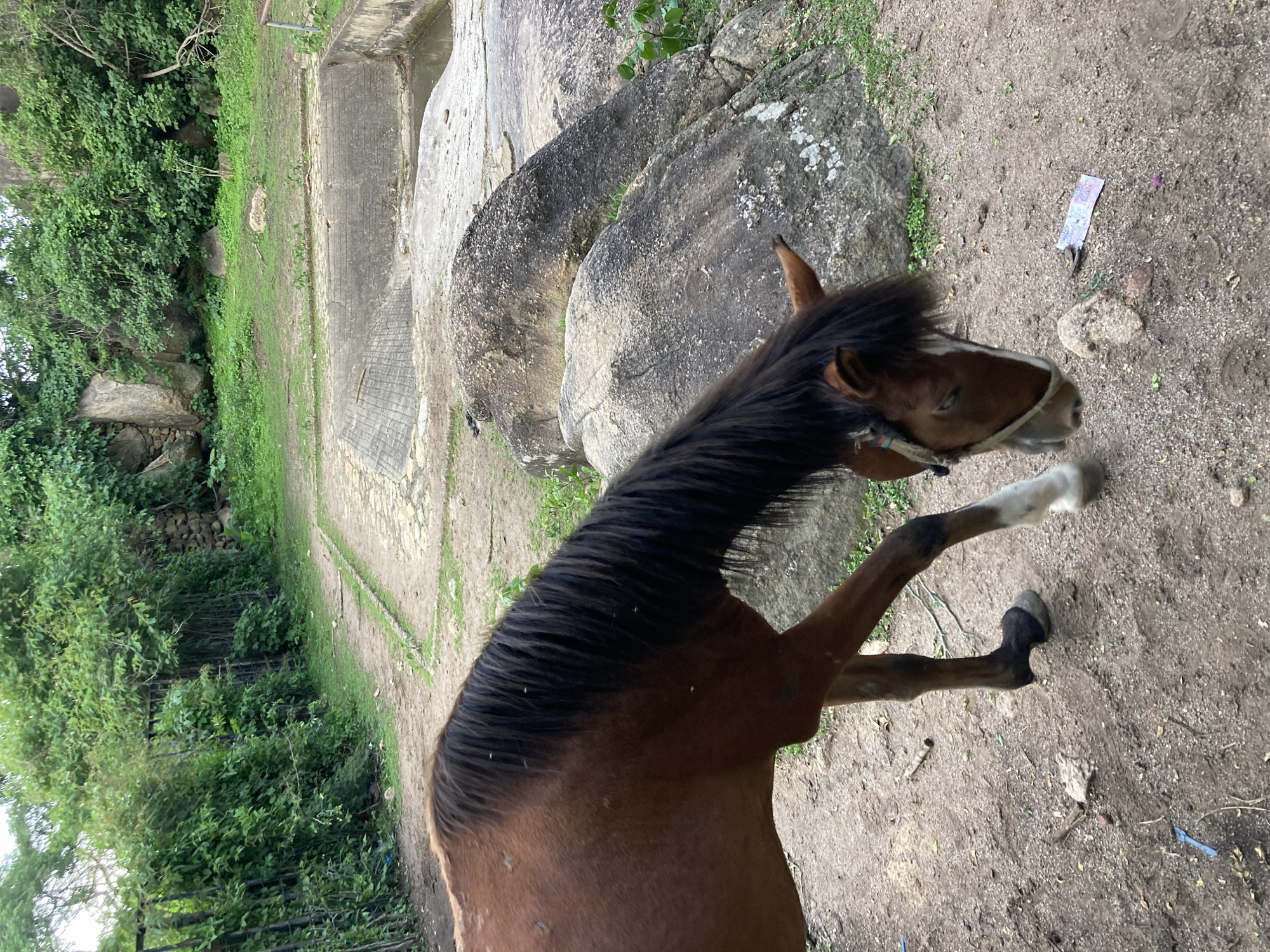 A brown horse with a dark mane is shown in a rocky, overgrown area. The horse is wearing a halter and appears to be eating something from the ground. In the background, there is a concrete structure that looks like a pond or water feature, surrounded by rocks and lush green vegetation. The ground is covered in dirt and small pebbles. The scene suggests a rural or semi-rural environment, possibly a park or a zoo enclosure. The location is identified as Jos, Nigeria.