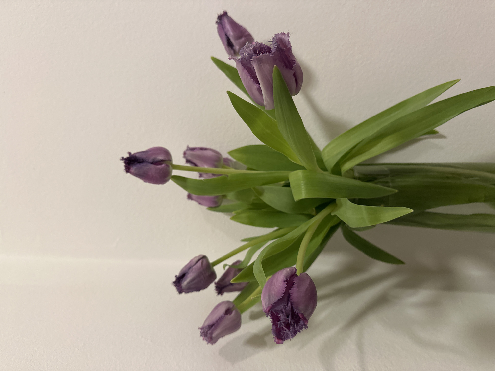 The image shows a bouquet of purple, fringed tulips with green leaves in front of a white wall. The stems appear to be in a vase or container just out of view. The location is unspecified, but the request included City of Zagreb, Croatia. No further details are provided.