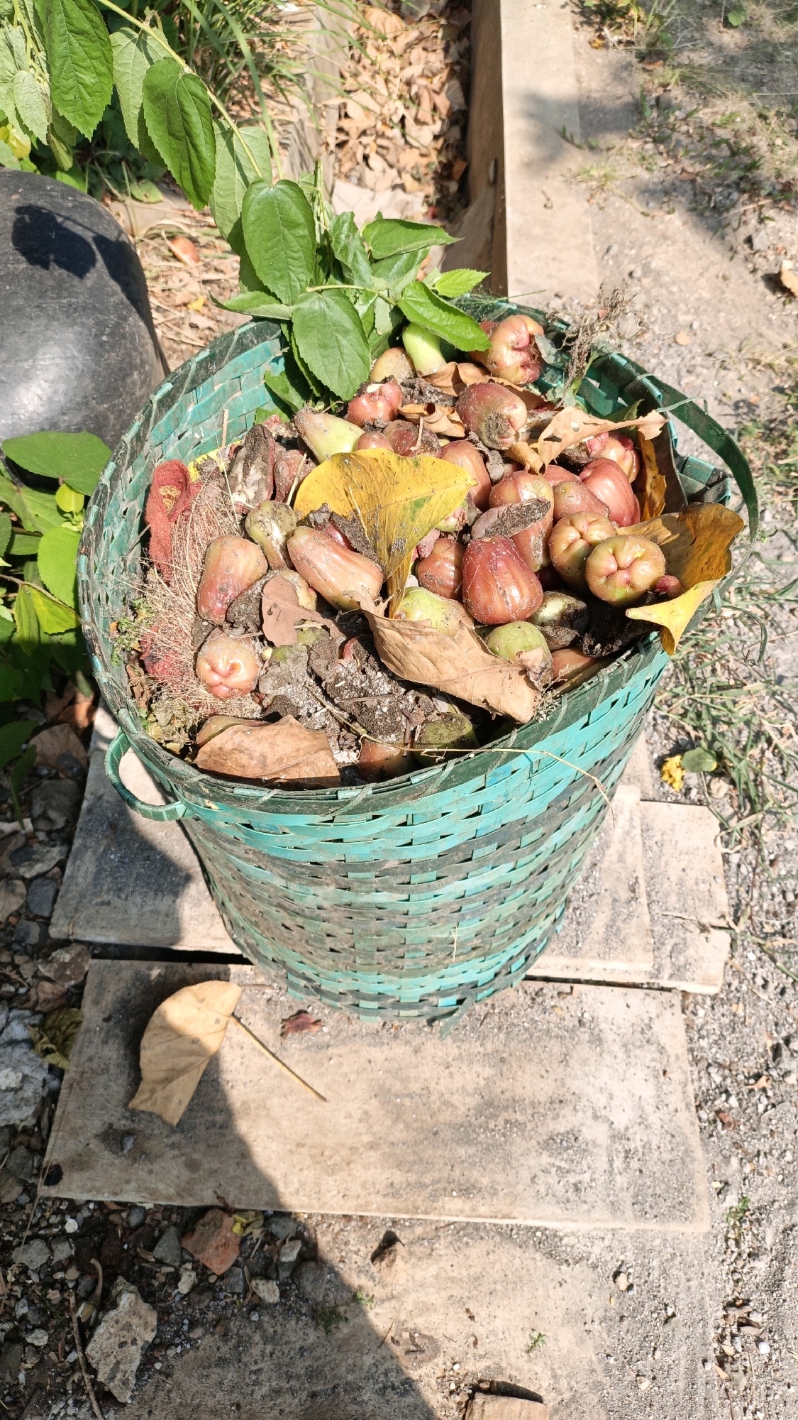 A close-up, eye-level shot captures a woven green basket overflowing with rose apples and other organic matter. The basket, made of woven bamboo or similar material, sits on two concrete slabs, which are themselves on a gravelly surface. The basket is filled with numerous rose apples, predominantly red and pink, mixed with dry leaves, some brown and some a vibrant yellow, and bits of soil or compost. The surrounding environment appears to be outdoors, with green foliage visible to the left and behind the basket, and dry leaves and debris scattered on the ground. Sunlight casts shadows across the scene, indicating it is daytime. The image is devoid of any human presence or activity. The location is identified as Cikal, Indonesia.