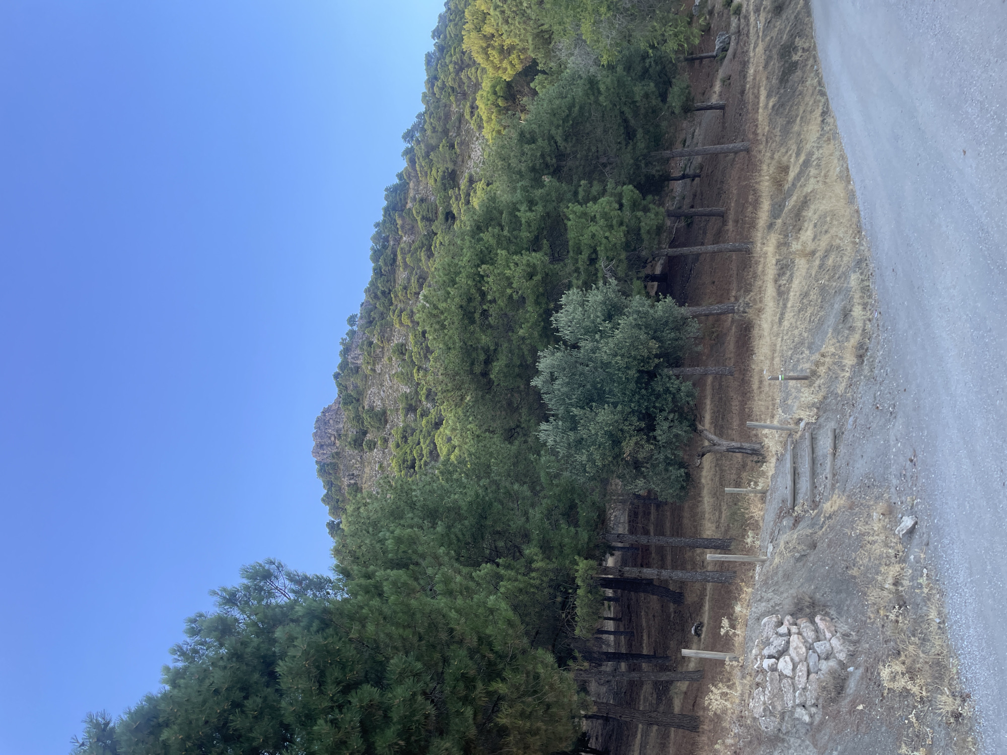 The image depicts a rural landscape with a clear blue sky. In the foreground, a dirt road curves to the right, bordered by dry grass and a low retaining wall constructed from stones. To the left of the road, a small set of wooden steps ascends a slight incline. A line of wooden posts runs along the edge of the road. Beyond the immediate foreground, a dense forest of pine trees stretches across the middle ground, with a single olive tree standing out amongst them. The trees are situated on a gentle slope that rises towards a rocky, tree-covered mountain in the background. The vegetation is predominantly green, with dry, yellowed grass covering the ground in areas. The lighting suggests it is daytime, likely morning or late afternoon, given the soft shadows. The scene is devoid of any people or animals. The location is identified as being in Víznar, Spain, which is characterized by its mountainous terrain and Mediterranean vegetation.
