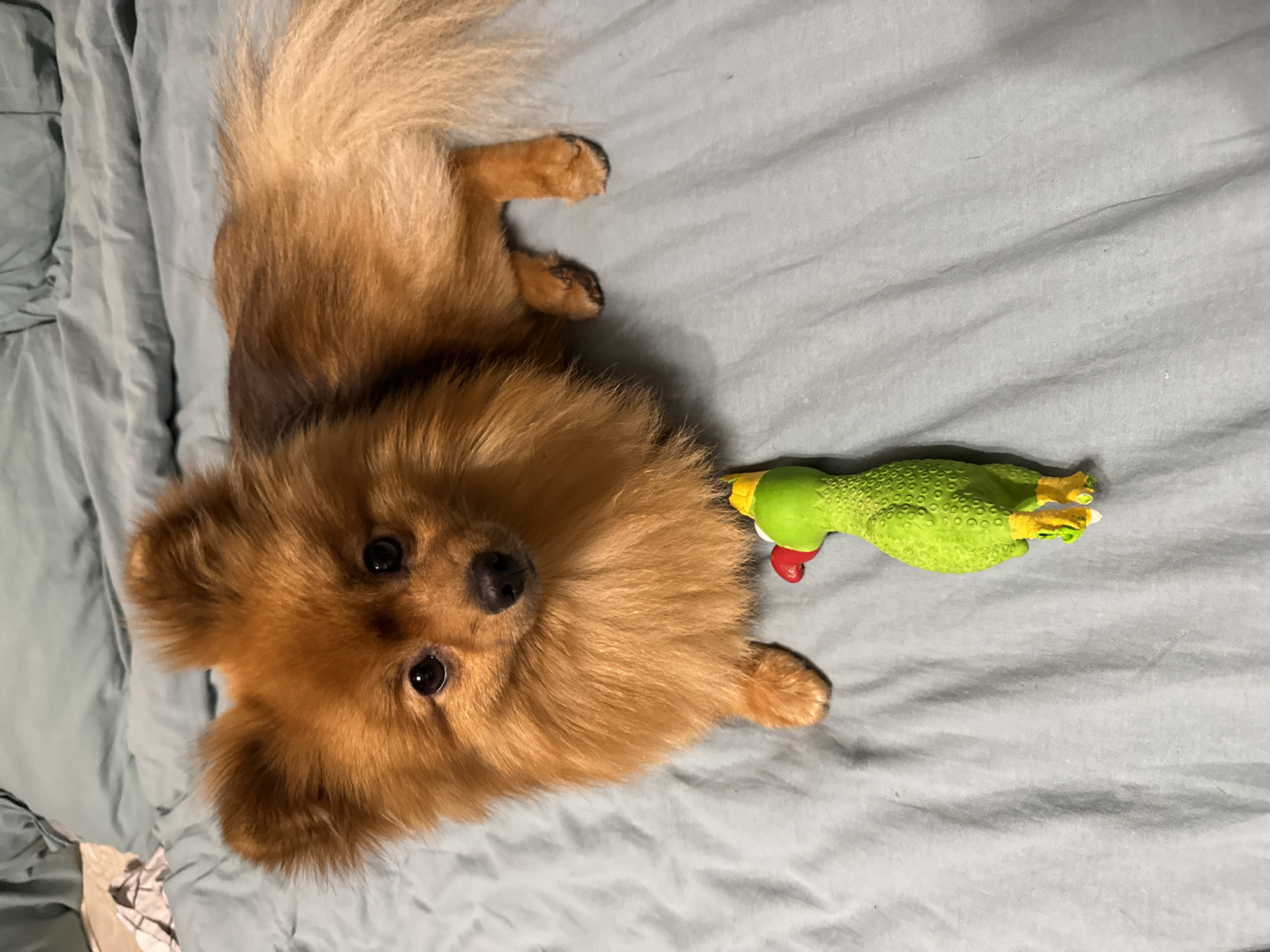 A Pomeranian dog lies on a light blue, rumpled bedspread. The dog is facing the camera, with its head tilted slightly. It has thick, reddish-brown fur and dark eyes. In front of the dog, near its paws, is a small, bright green rubber chicken toy with red and yellow accents. The bedspread appears to be made of a soft fabric, possibly cotton or linen. The lighting suggests an indoor environment, likely a bedroom. The image is taken from a slightly elevated angle, looking down at the dog and toy. There is no information in the image to suggest its location in Khimki, Russia.