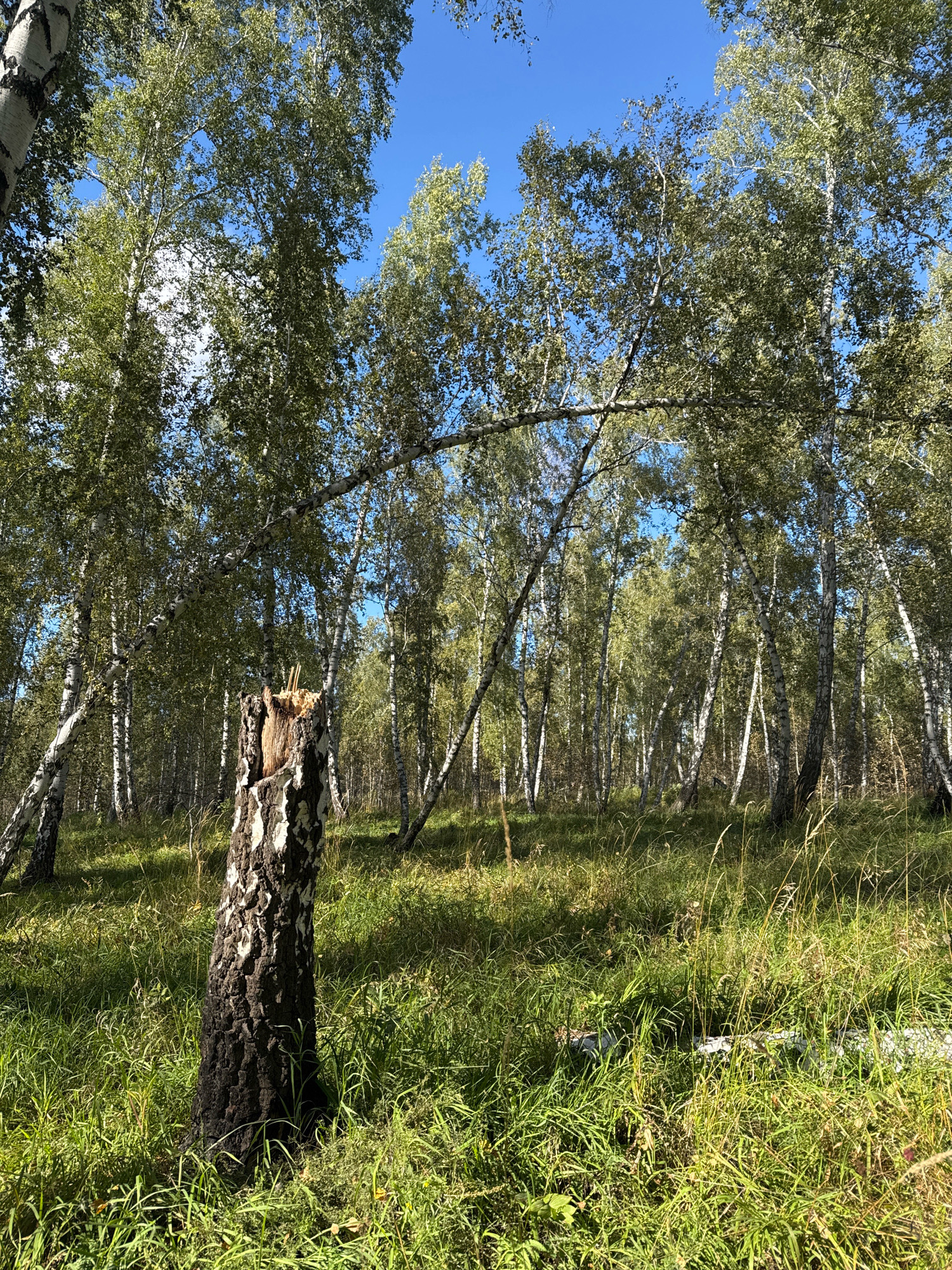 This is a full, outdoor, eye-level shot of a sunlit birch forest with a broken tree stump in the foreground. The stump is dark and charred, with white, peeling bark visible higher up. It is surrounded by green, tall grass and weeds. The forest floor slopes upwards, with numerous slender birch trees with white bark and green leaves filling the background. The sky is a clear, bright blue. There are no people or animals visible in the image. The scene appears to be in Zapadny, Russia, based on the information provided.