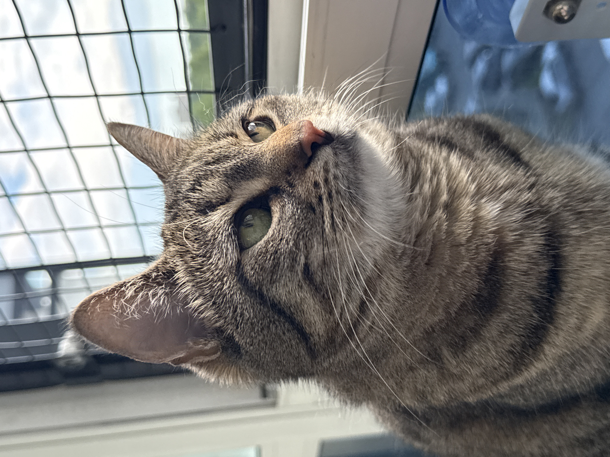 A close-up, eye-level shot focuses on the right side of a tabby cat's face as it looks out a window. The cat's fur is a mix of brown and grey with distinct dark stripes. Its right eye, a bright green, is clearly visible, while the left eye is partially obscured. The cat's nose is a light pink. Long, white whiskers extend from its muzzle.
Behind the cat, a window with a black grid pattern is visible, showing a cloudy sky and some distant green foliage. A white window sill runs horizontally across the lower portion of the frame, and a blue object, possibly a water bottle, is present on the right side of the sill. The scene appears to be indoors, likely in an apartment with a view of the outdoors. There is no indication of the cat's location in Saint Petersburg, Russia, or any specific city.