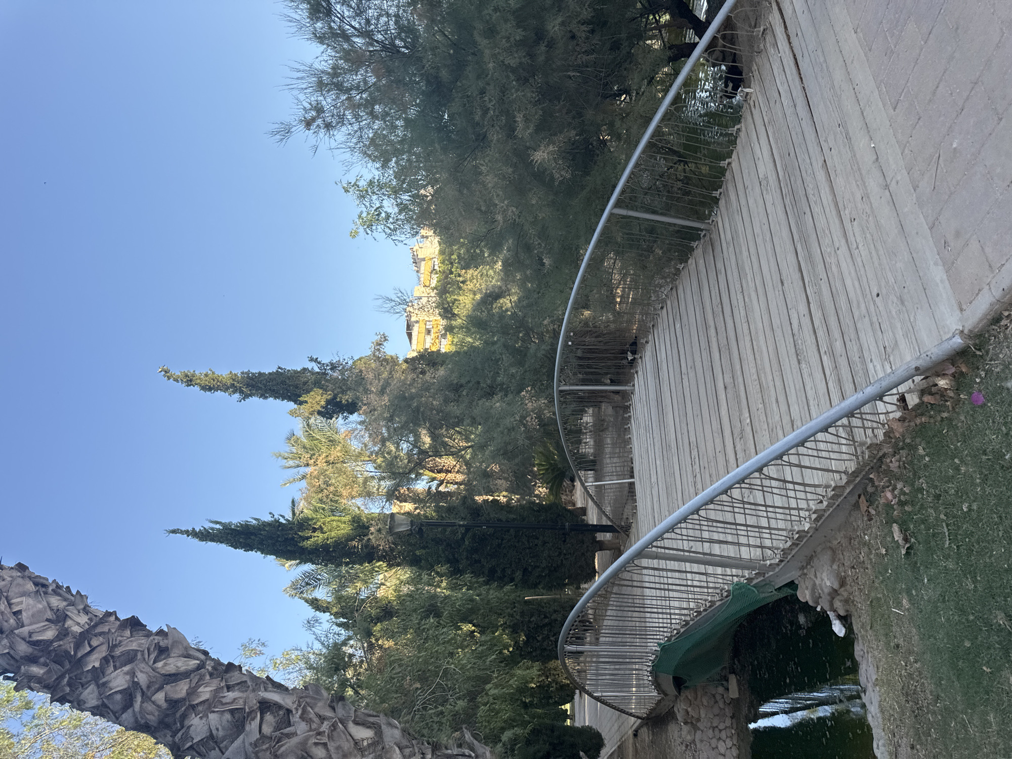 A low-angle, eye-level shot captures a wooden footbridge with metal railings arching over a small body of water in a park in Murcia, Spain. The bridge's wooden planks are weathered and show signs of age. The water beneath the bridge is dark green and appears somewhat murky. On the bank of the water, near the bridge's support, is a piece of white plastic trash. To the left of the bridge, a large palm tree with a rough, segmented trunk dominates the foreground. Behind the bridge, a variety of trees, including tall, slender cypress trees and other leafy vegetation, create a dense green backdrop. In the distance, a cluster of yellow buildings can be seen above the trees, suggesting an urban setting beyond the park. The sky is a clear, bright blue, indicating a sunny day.