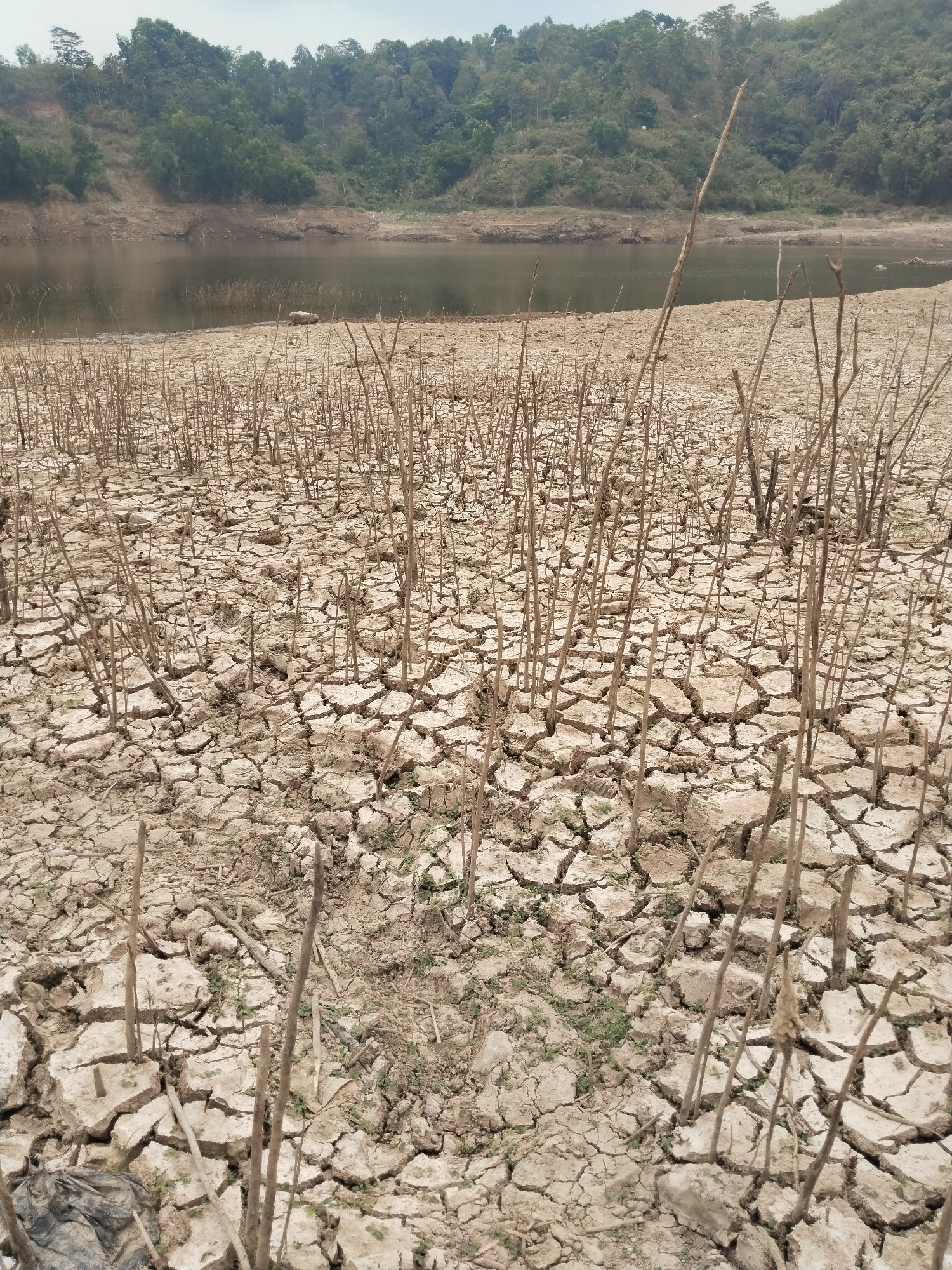 The image depicts a drought-stricken landscape in Jatirejo, Indonesia. The foreground is dominated by cracked, parched earth, with numerous dry, stick-like branches protruding from the ground, remnants of vegetation that once thrived there. In the background, a body of water, likely a reservoir or lake, is visible, reflecting the overcast sky. The water level appears significantly low, exposing a wide expanse of dry land. Beyond the water, a densely forested hillside rises, its green foliage contrasting with the arid terrain in the foreground. The scene evokes a sense of environmental hardship and the impact of drought. There are no people or animals visible in the image.