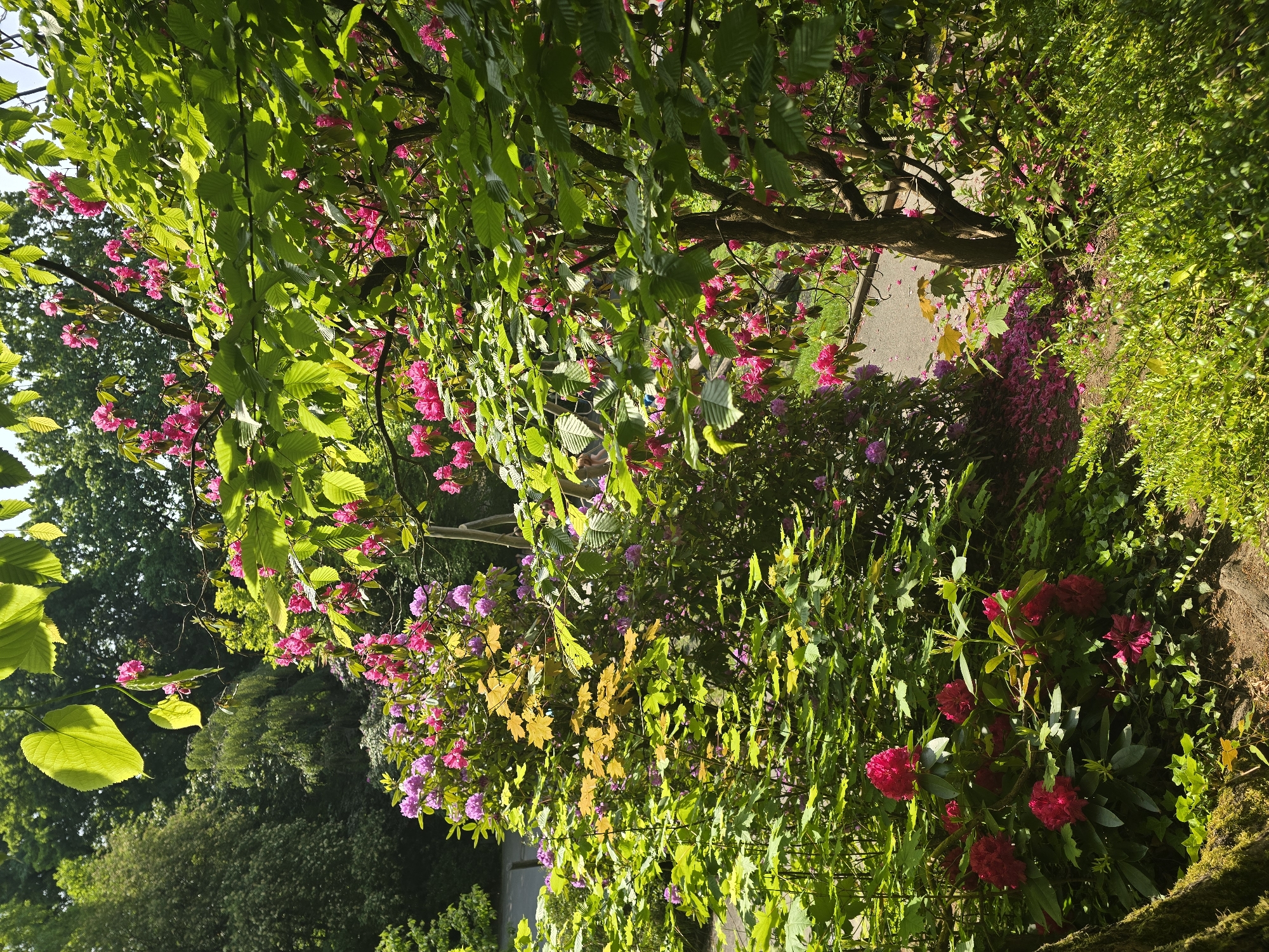 The image shows a vibrant garden scene, potentially a public park or botanical garden. The foreground is dominated by lush greenery, including shrubs, bushes, and trees with dense foliage in various shades of green, highlighted by sunlight. The flowers are in bloom, displaying various colors such as pink, red, and purple. A walking path is discernible in the background, suggesting the garden is accessible to visitors. The scene suggests a serene and peaceful environment. The location is Unknown, Unknown.