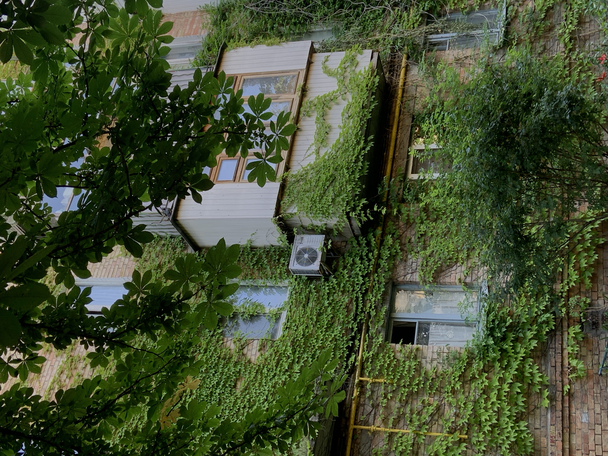 The image depicts an exterior view of a brick building covered in lush green ivy in Kyiv, Ukraine. A balcony protrudes from the building, adorned with more ivy and featuring a multi-pane window. An air conditioning unit is visible mounted on the wall. A yellow pipe runs horizontally across the brickwork. Several windows are present on the building, some with curtains visible. Dense green foliage, likely from a tree, hangs over the top of the scene. The overall impression is one of an urban environment overgrown with vegetation.
