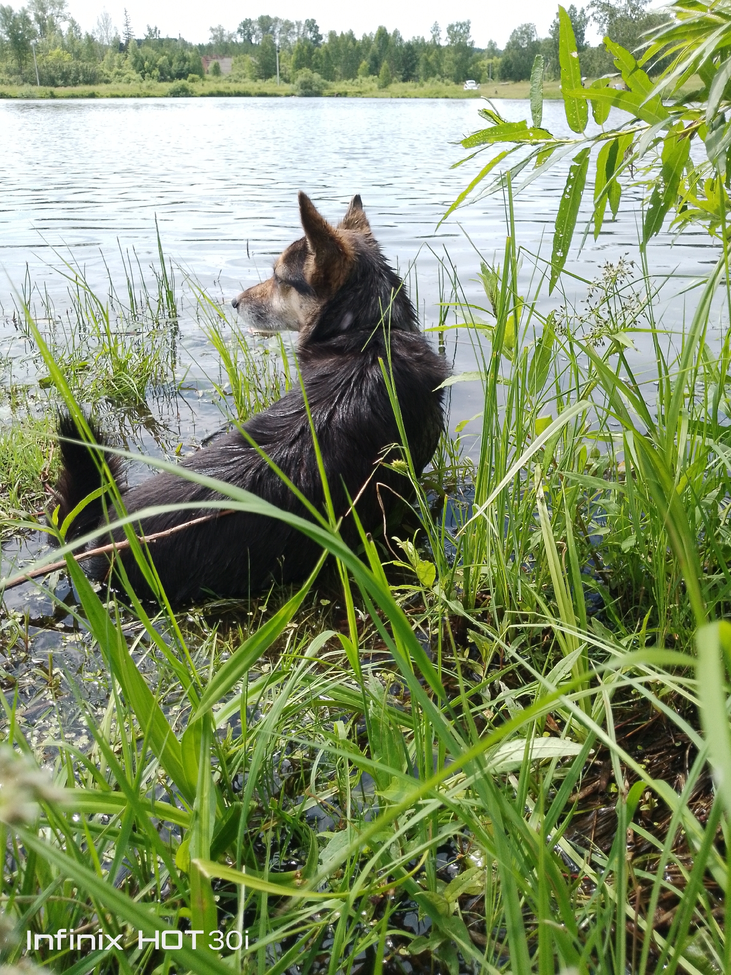 A dark-colored dog with tan markings on its head and muzzle sits in shallow water near the shore of a body of water. The dog is facing to the left and looking out over the water. Tall green grass and reeds surround the dog and the water's edge, with some of the vegetation in the foreground blurred. In the background, across the water, is a tree line with a few buildings visible among the trees. The sky is overcast. The scene appears to be a natural setting, likely a lake or riverbank.