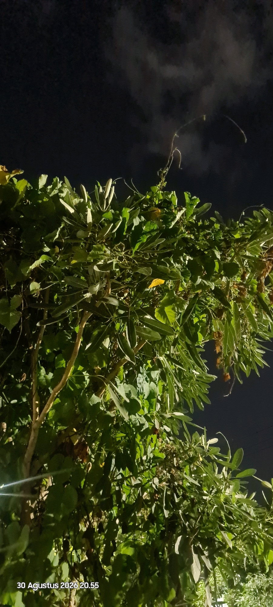 The image is a nighttime shot of lush green foliage in Surabaya, Indonesia. A date and time stamp, "30 Agustus 2026 20.55," is visible in the lower left corner, indicating it was taken on August 30, 2026, at 8:55 PM. The sky is dark, with some faint wisps of smoke or clouds present. The foreground is dominated by dense green leaves and branches of various plants, with some thin vines intertwining. The lighting suggests it's an outdoor scene, possibly in a garden or park, illuminated by artificial light which casts highlights on the leaves and branches.