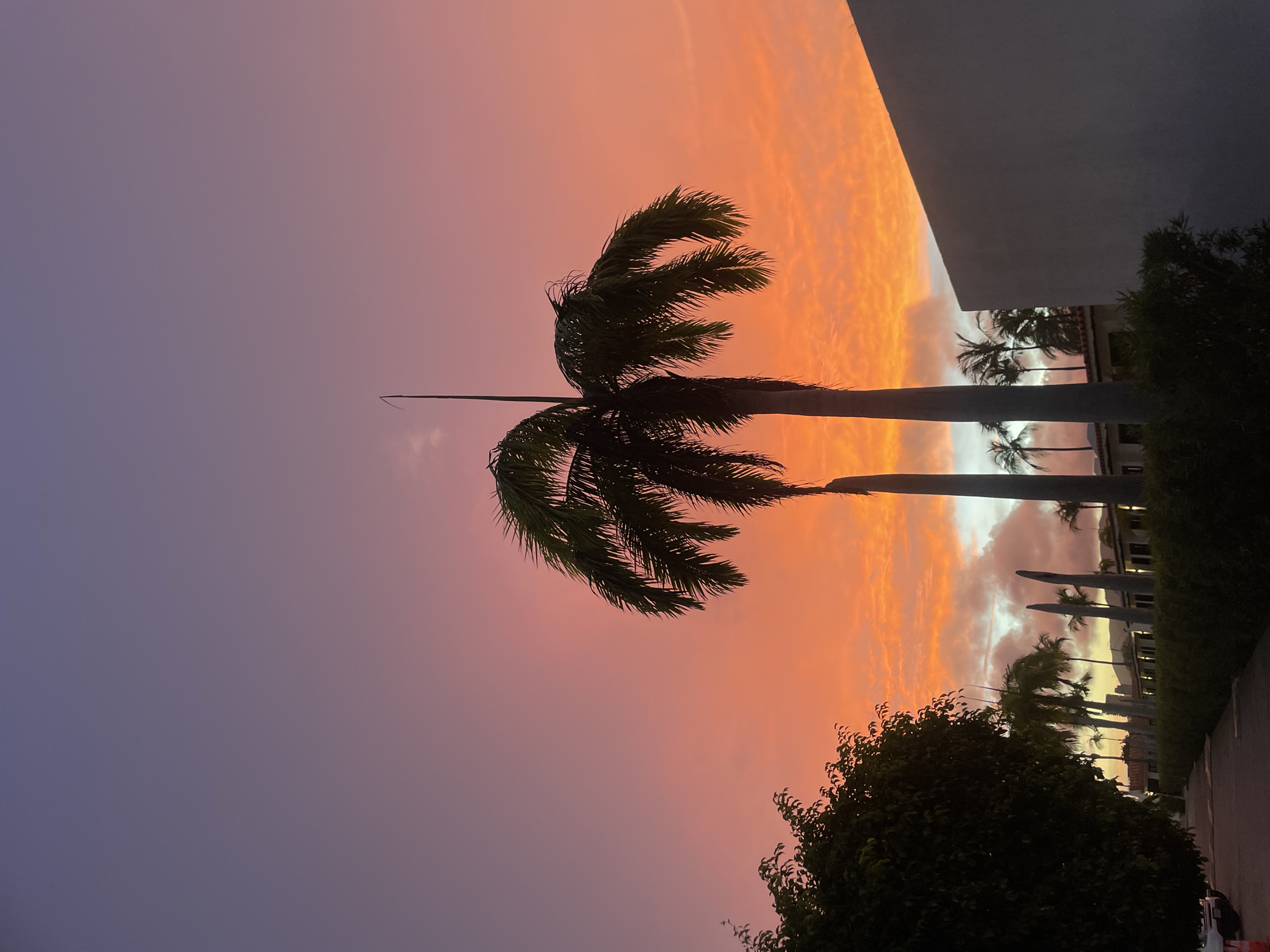 The image captures a vibrant sunset over Porlamar, Venezuela, showcasing a tropical atmosphere. In the foreground, silhouetted palm trees stand tall against the colorful sky, with their fronds reaching towards the heavens. The sky itself is a spectacle of gradients, transitioning from a soft lavender at the top to a fiery orange and pink closer to the horizon, illuminated by the setting sun. Fluffy clouds are scattered throughout the sky, catching the warm hues of the sunset.
To the left of the image, a dense green tree provides a stark contrast to the bright sky and palm trees. In the mid-ground, a line of palm trees stretches into the distance, punctuated by the roofs of buildings that appear to be low-rise structures, possibly hotels or residences, lined with manicured hedges. A portion of a modern, white building is visible on the right side of the frame, its clean lines and muted tone grounding the scene. The scene suggests a peaceful evening in a coastal city, with the warm colors of the sunset creating a sense of tranquility. The presence of palm trees and the tropical hues strongly suggest a location like Porlamar, Venezuela, known for its beaches and tropical climate.