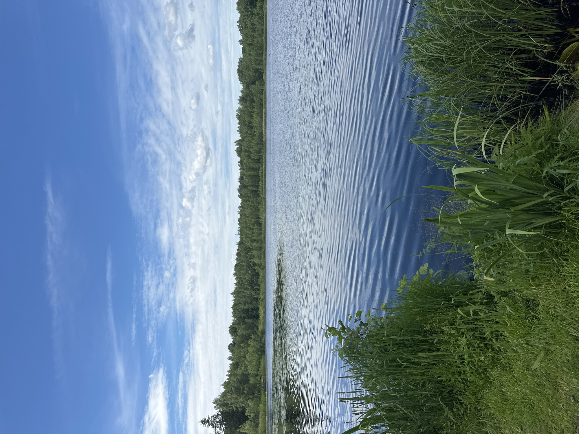 The image depicts a tranquil lake scene under a partly cloudy blue sky. The foreground is dominated by lush green grass and tall reeds growing along the water's edge. The lake itself is a deep blue, with gentle ripples on its surface. In the distance, a dense forest of green trees forms a natural backdrop to the water. The overall impression is one of natural beauty and serenity, with no human presence or structures visible.
