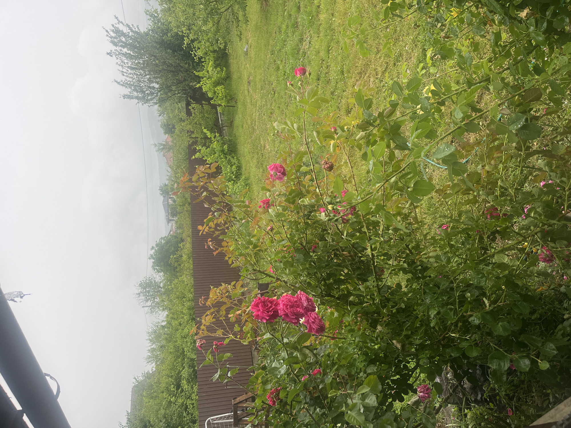 A backyard scene in Onokivtsi, Ukraine, captured on a cloudy day. In the foreground, a bush of vibrant pink roses is in bloom, their petals glistening with raindrops. The bush has numerous green leaves and thorny stems. Behind the rose bush, a brown wooden fence encloses the yard, which is covered in lush green grass. Beyond the fence, a line of trees and houses can be seen in the distance, with rolling hills and a hazy sky forming the backdrop. A section of a dark overhang is visible in the top left corner of the image, suggesting the photo was taken from a covered porch or structure.