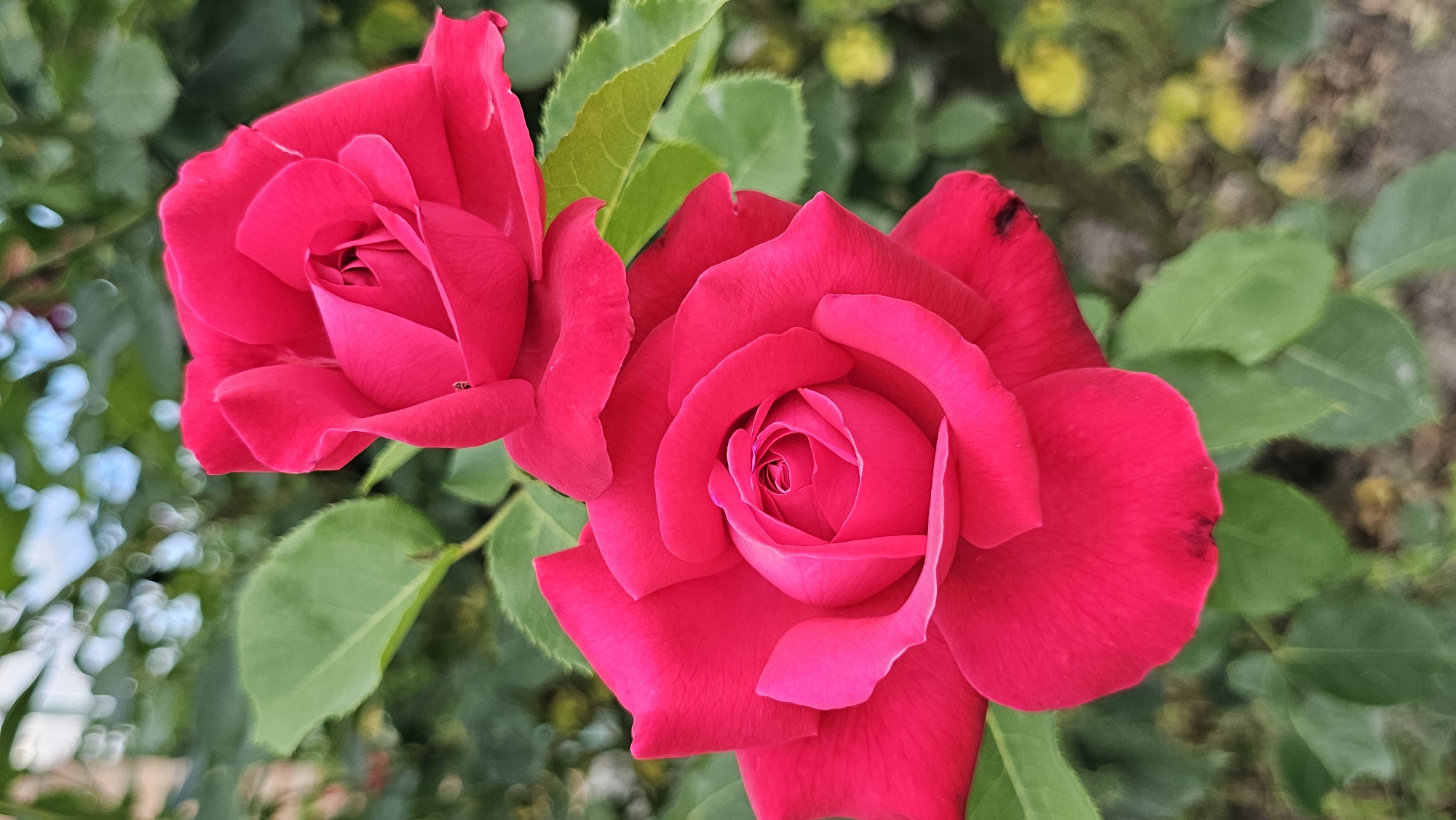 In Terskaya, Russia, two vibrant red roses bloom in focus against a soft-focus background of green leaves and a hint of yellow. The larger rose in the foreground, positioned in the lower left, displays a tightly spiraled center with delicate, unfurling petals. A smaller, slightly less open rose is visible above and to the right of the first. Tiny black insects, possibly aphids or ants, are present on the petals of both roses. The leaves are a deep green, some with serrated edges, providing a lush contrast to the bright blossoms. The overall impression is one of natural beauty captured in a close-up, intimate view of these flowers in bloom.